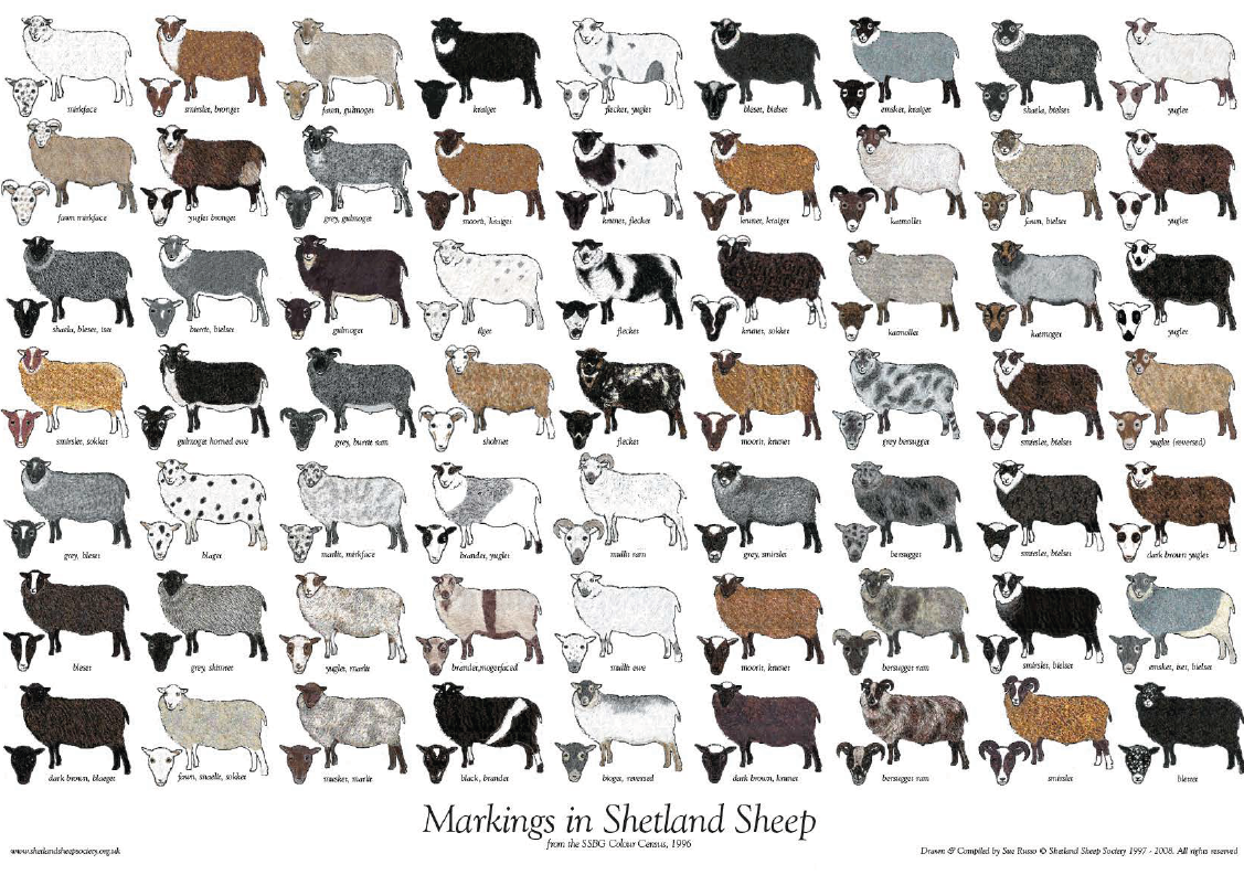 Colour and Markings Poster