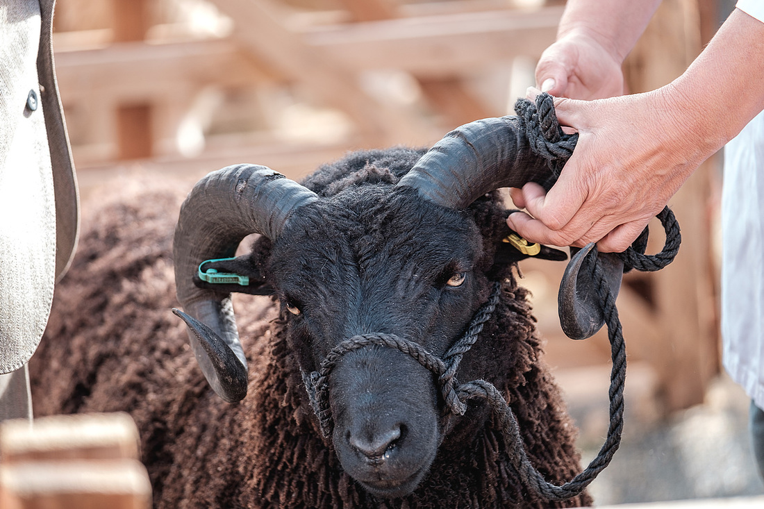 Masham Sheep Fair