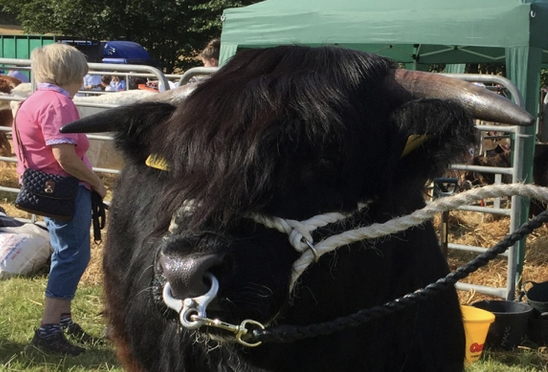 Kinross Show