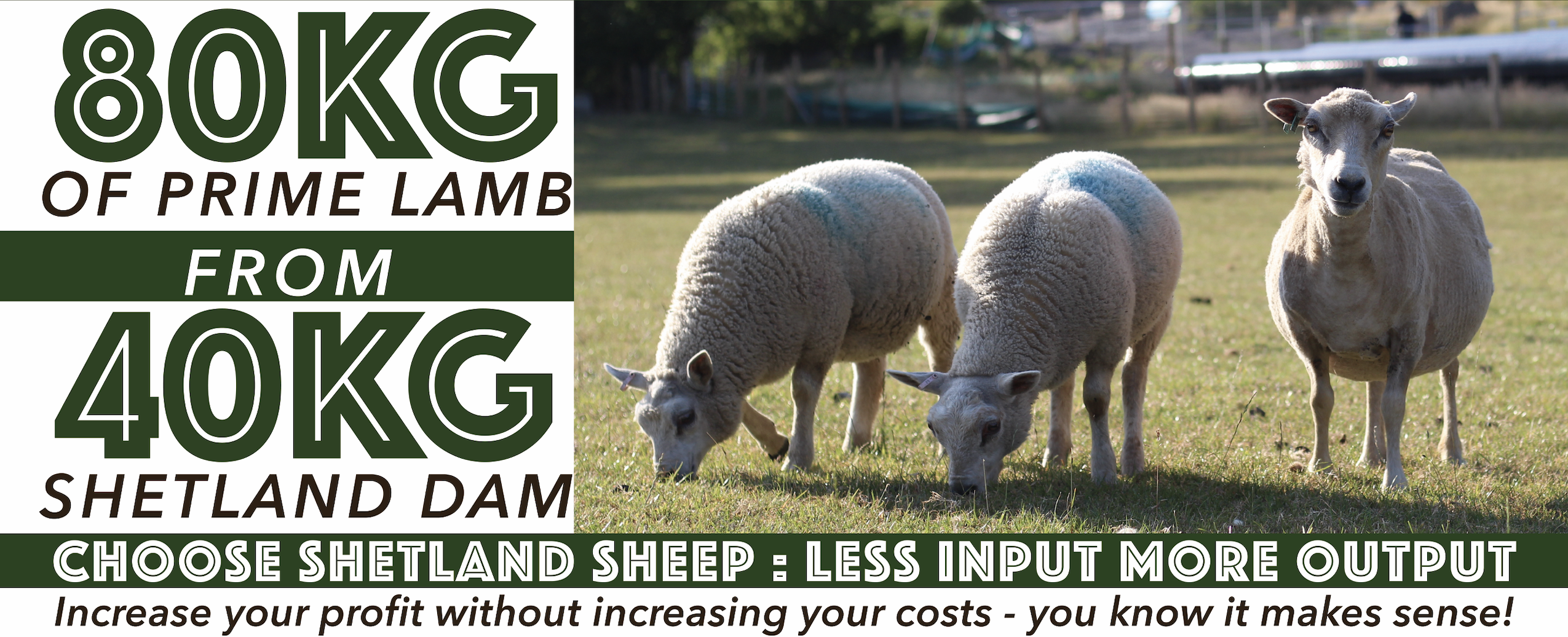 Cross Bred Lamb | The Breed | Shetland Sheep Society