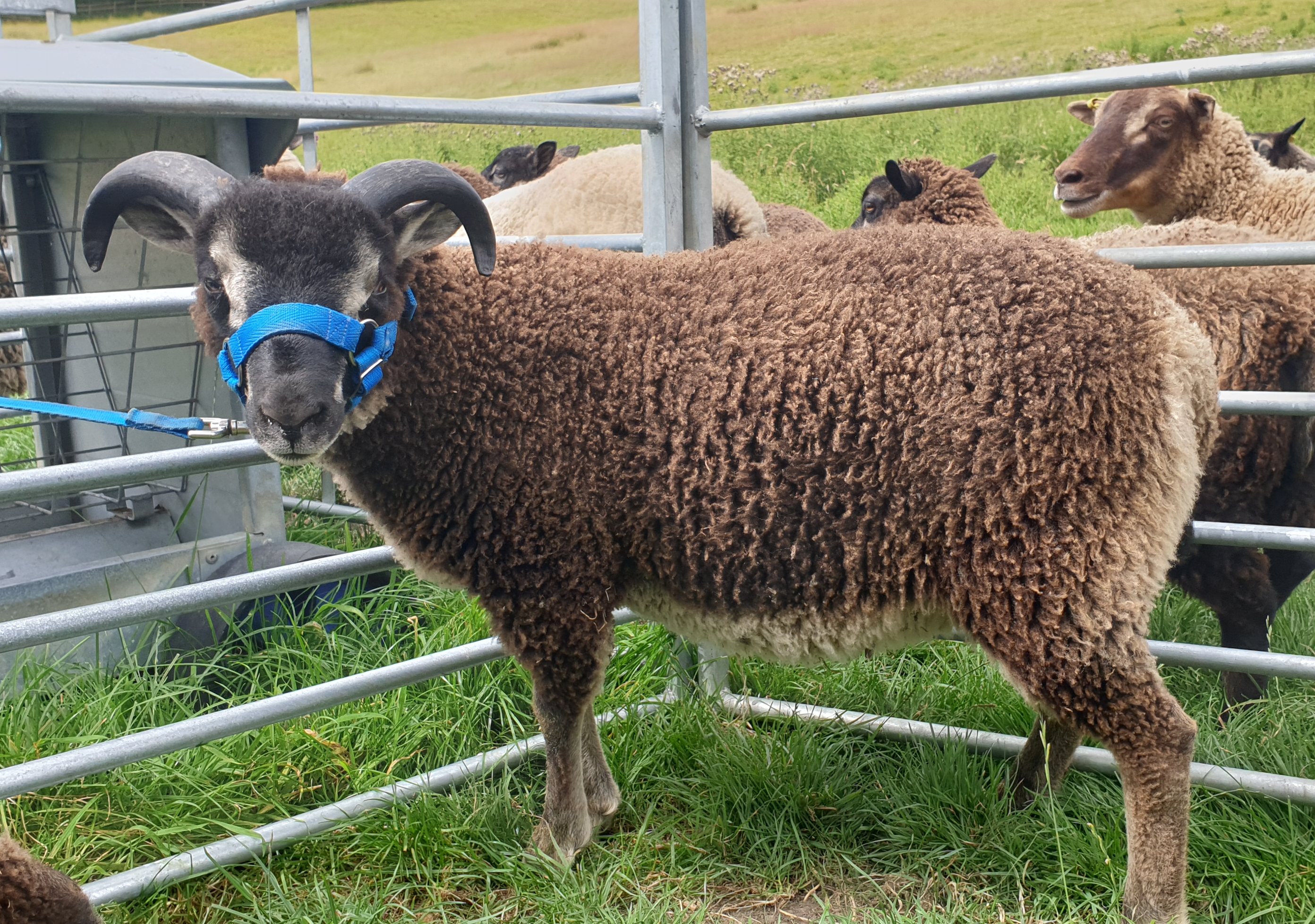 Registered Shetland lambs image 1