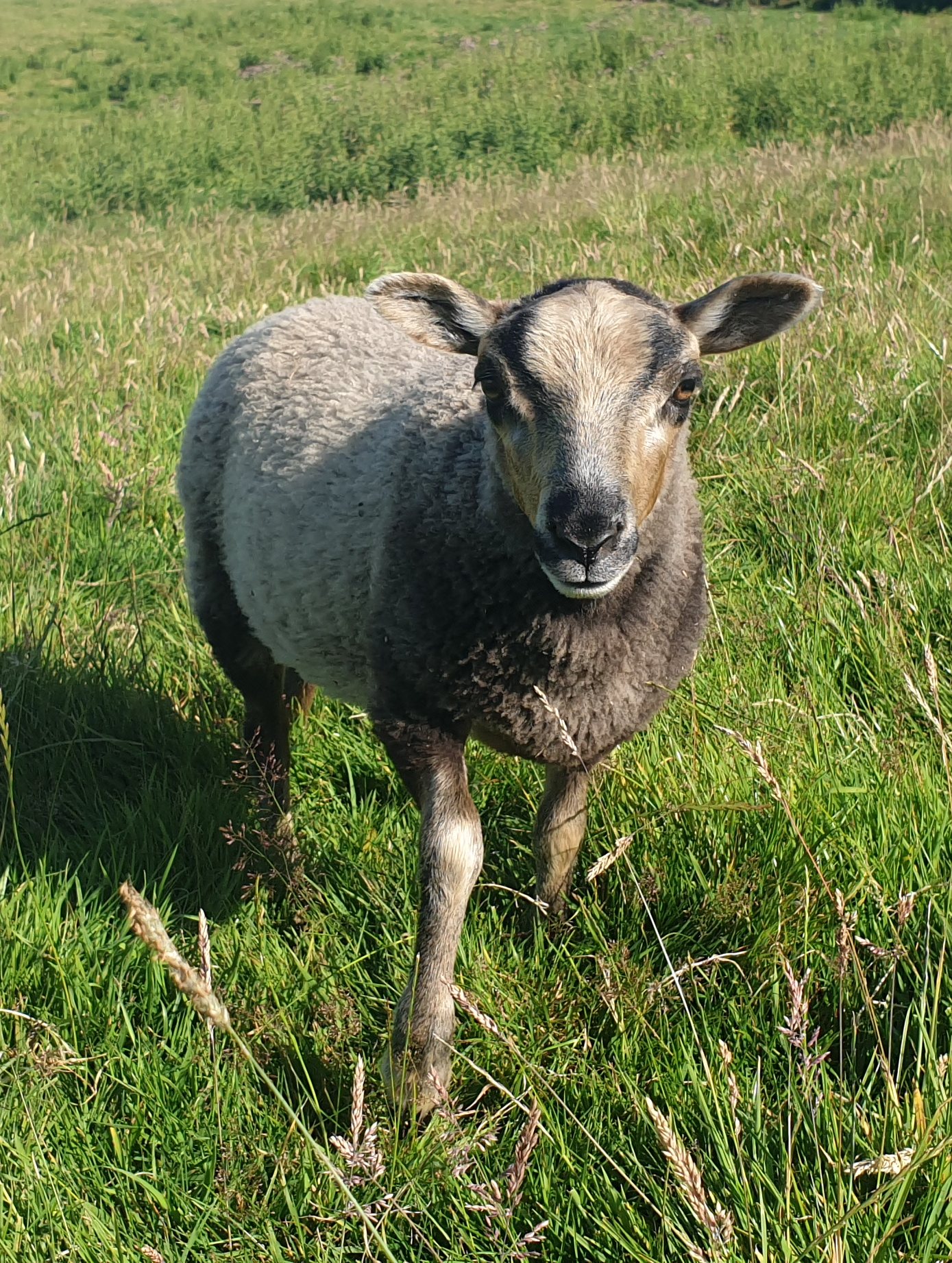 Registered Shetland lambs Shetland Sheep Society