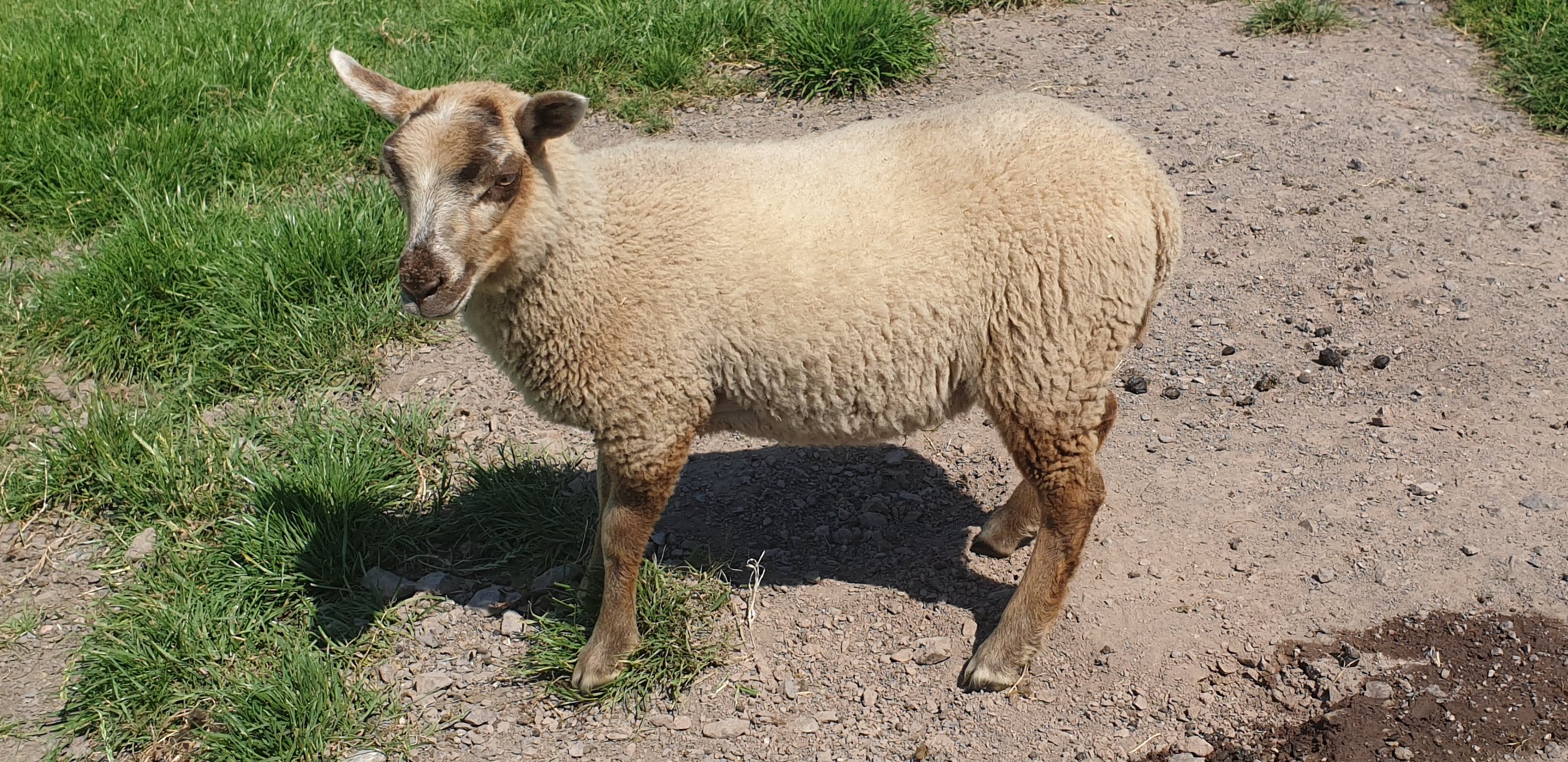 Registered Shetland lambs image 3
