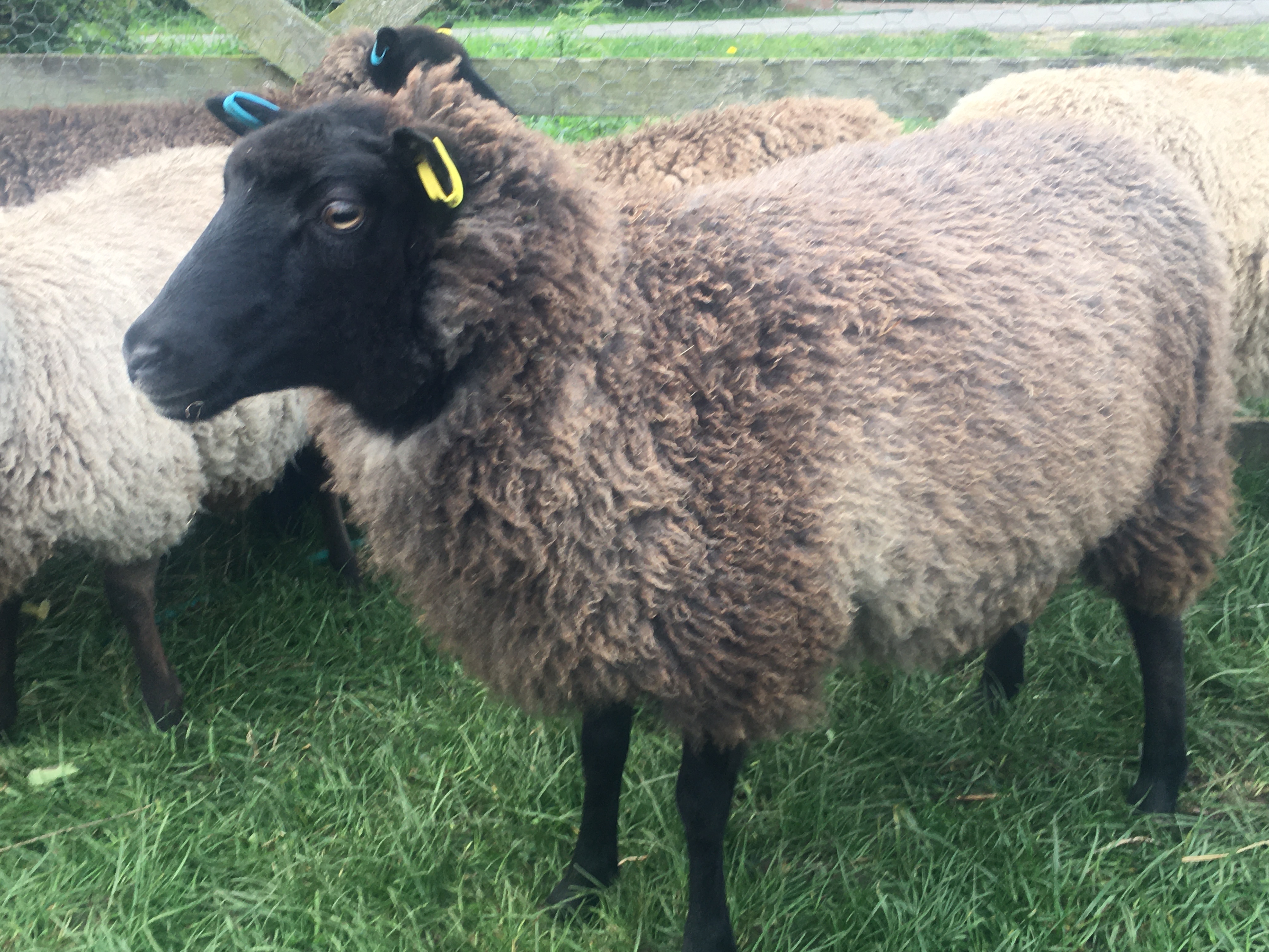 6 ewe lambs born 2020 image 2