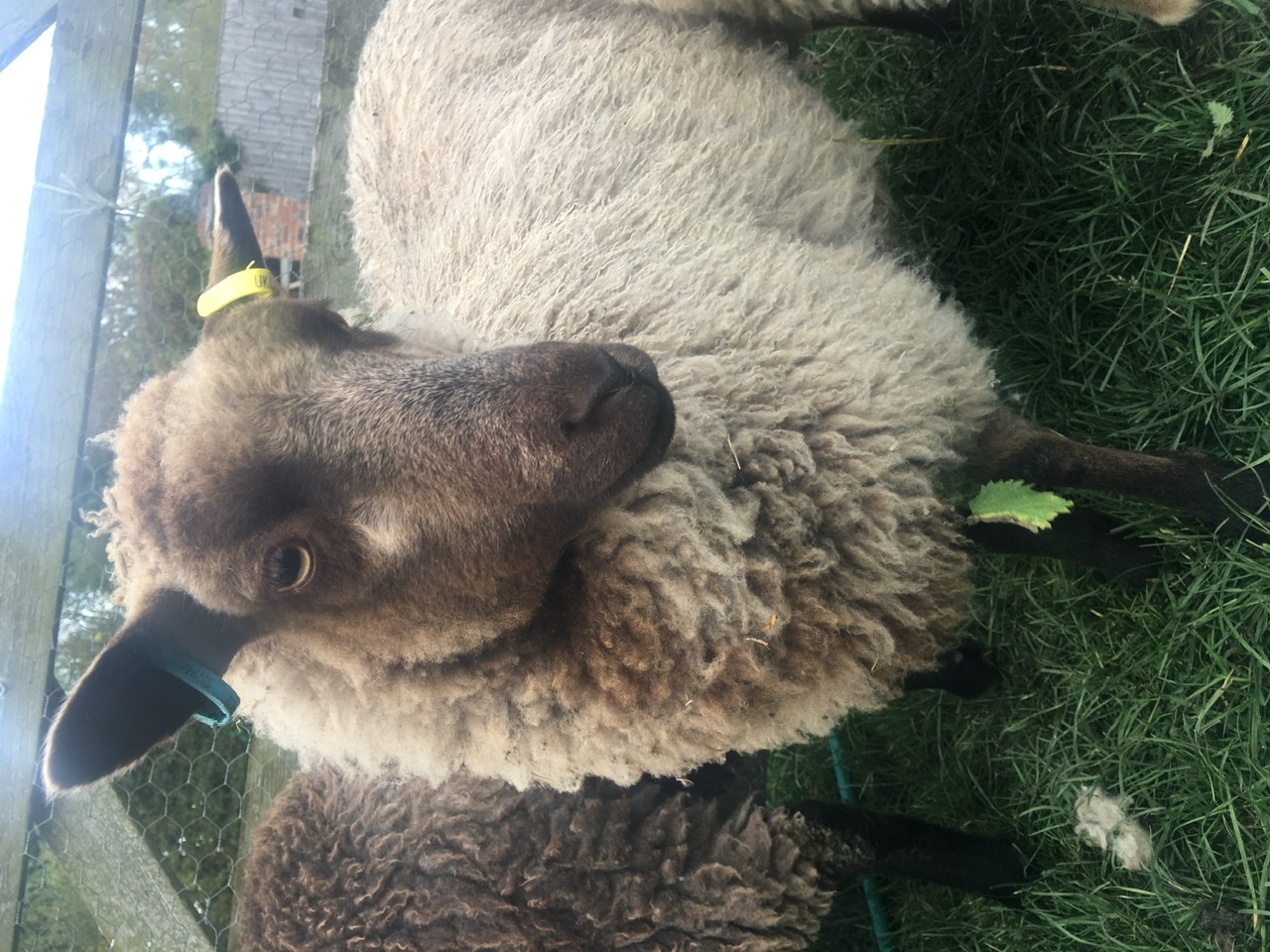 6 ewe lambs born 2020 image 3