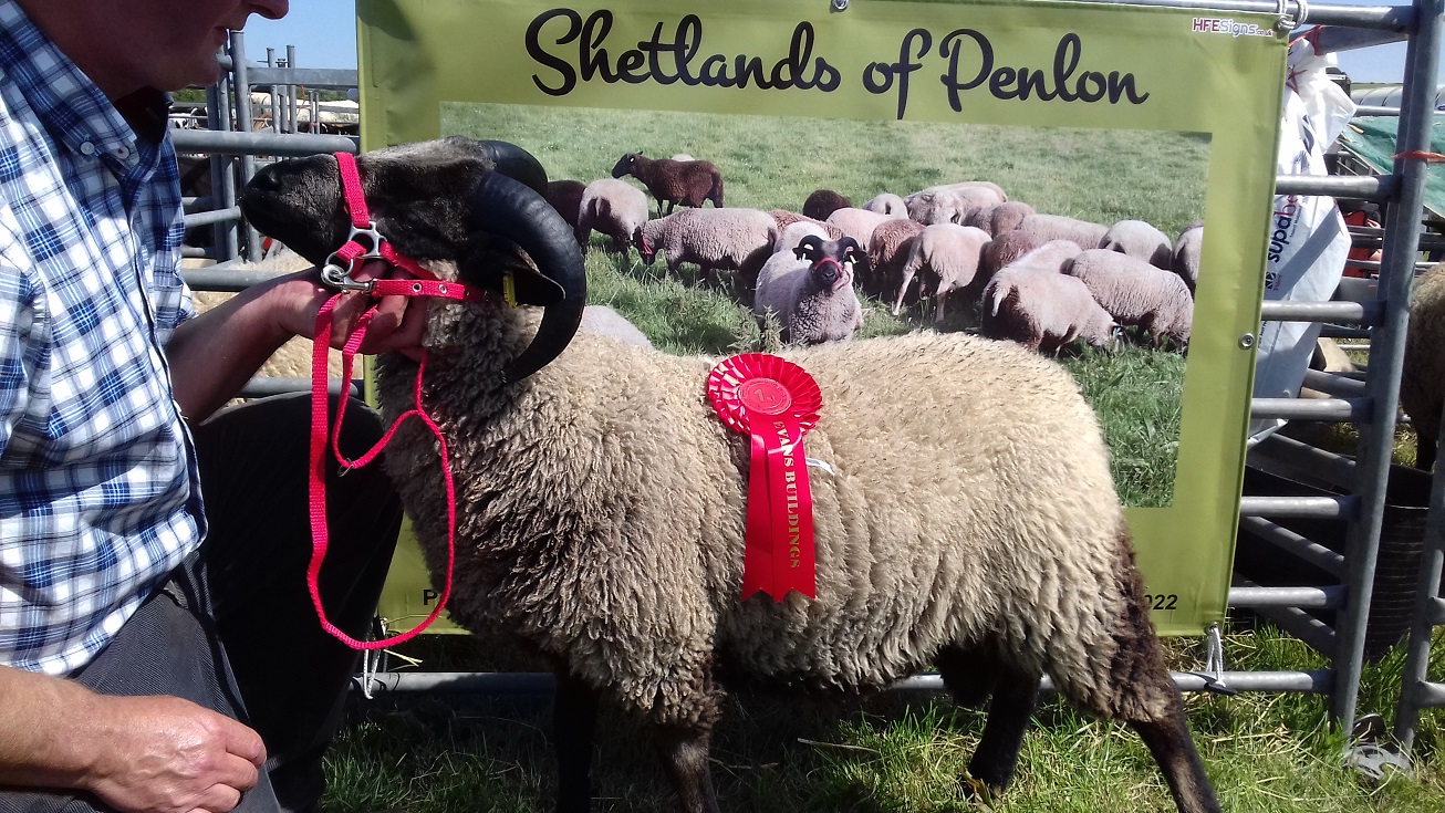Shetlands of Penlon - Ewes for Sale image 1