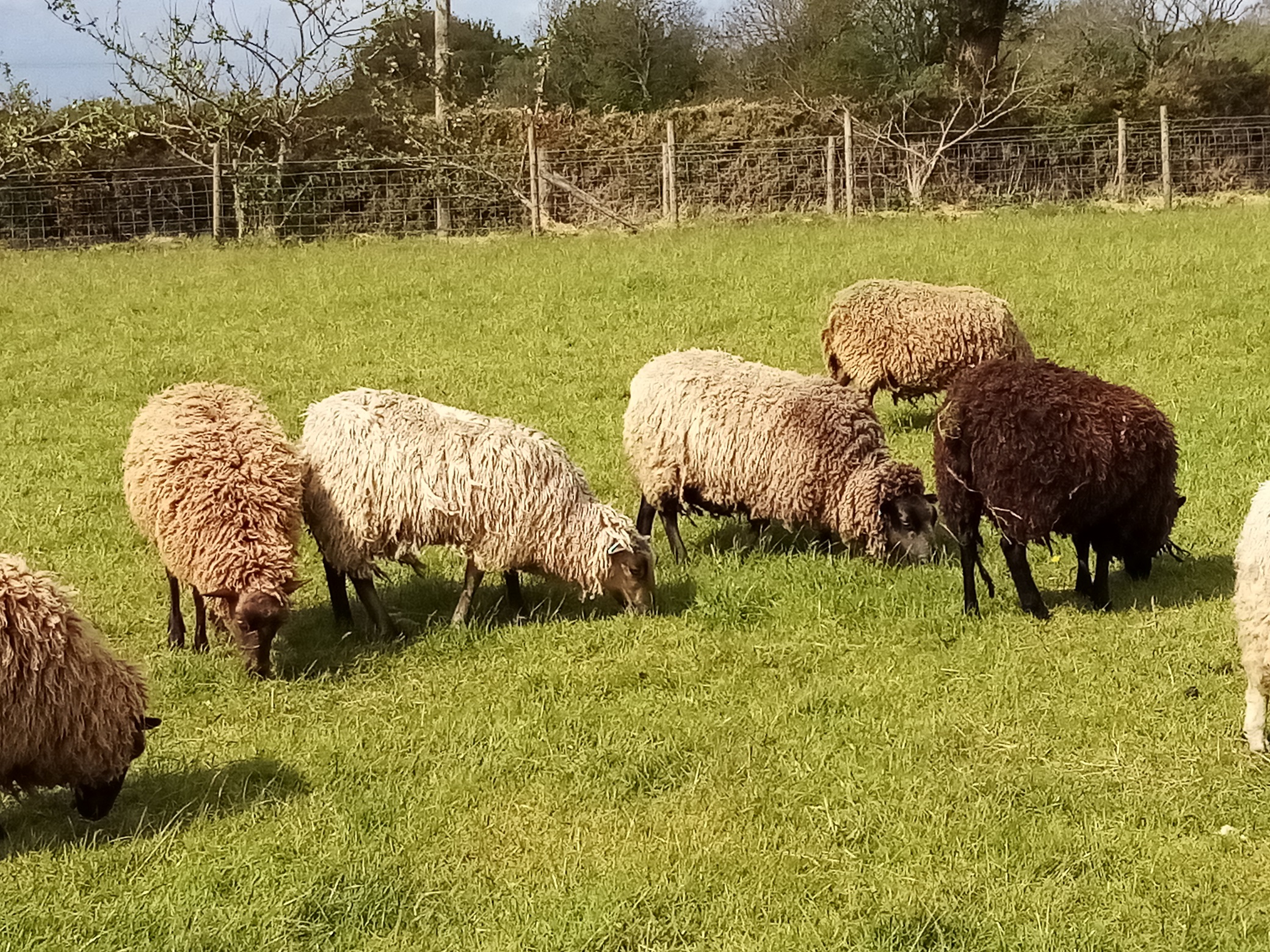 Shetlands of Penlon - Ewes for Sale image 2