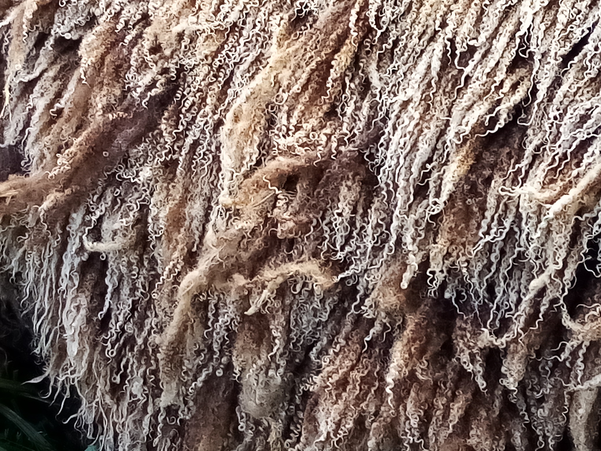 Shetlands of Penlon - Ewes for Sale image 3