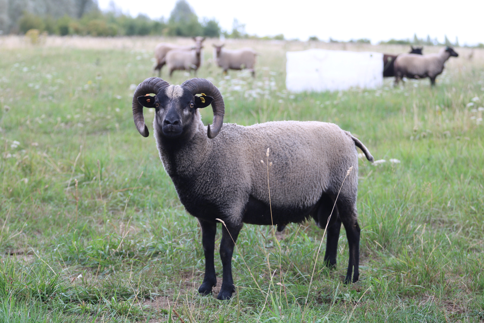Proven ram for sale