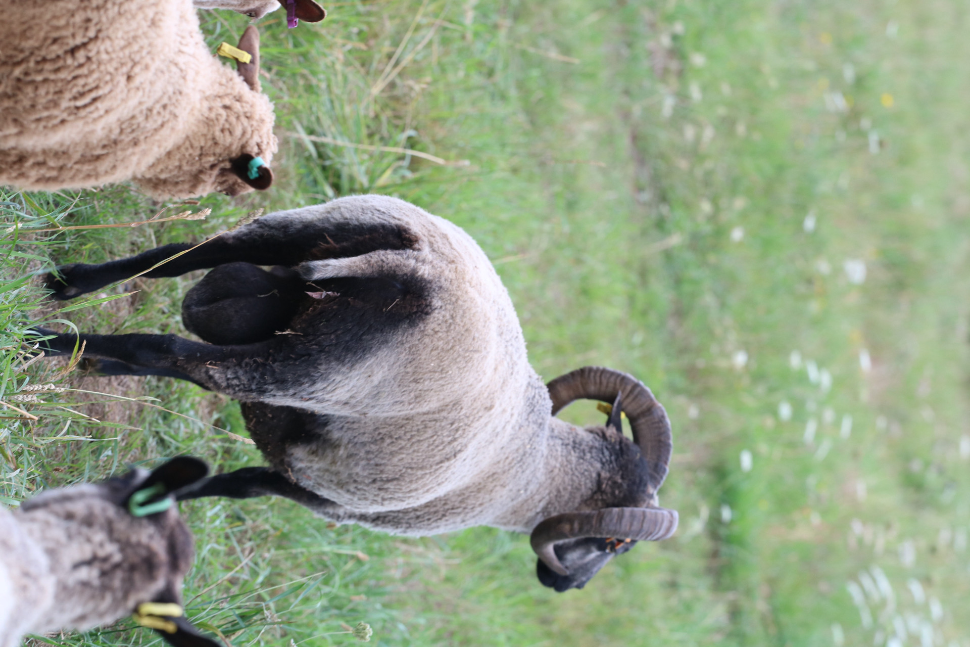 Proven ram for sale image 3