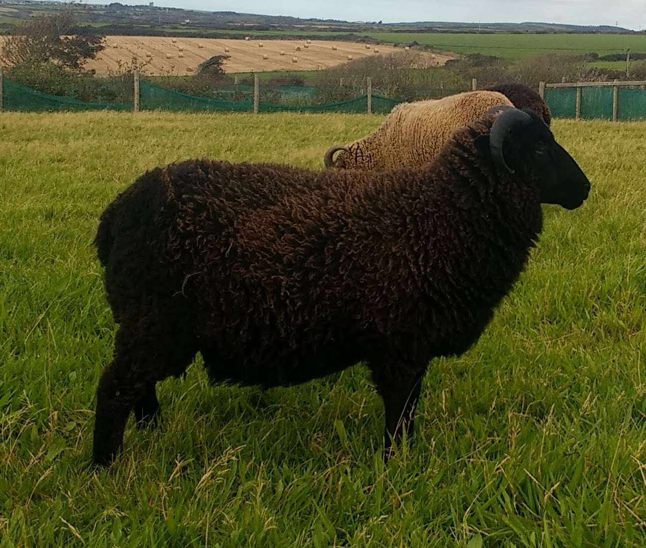 Ram Lamb on loan to try. | Shetland Sheep Society