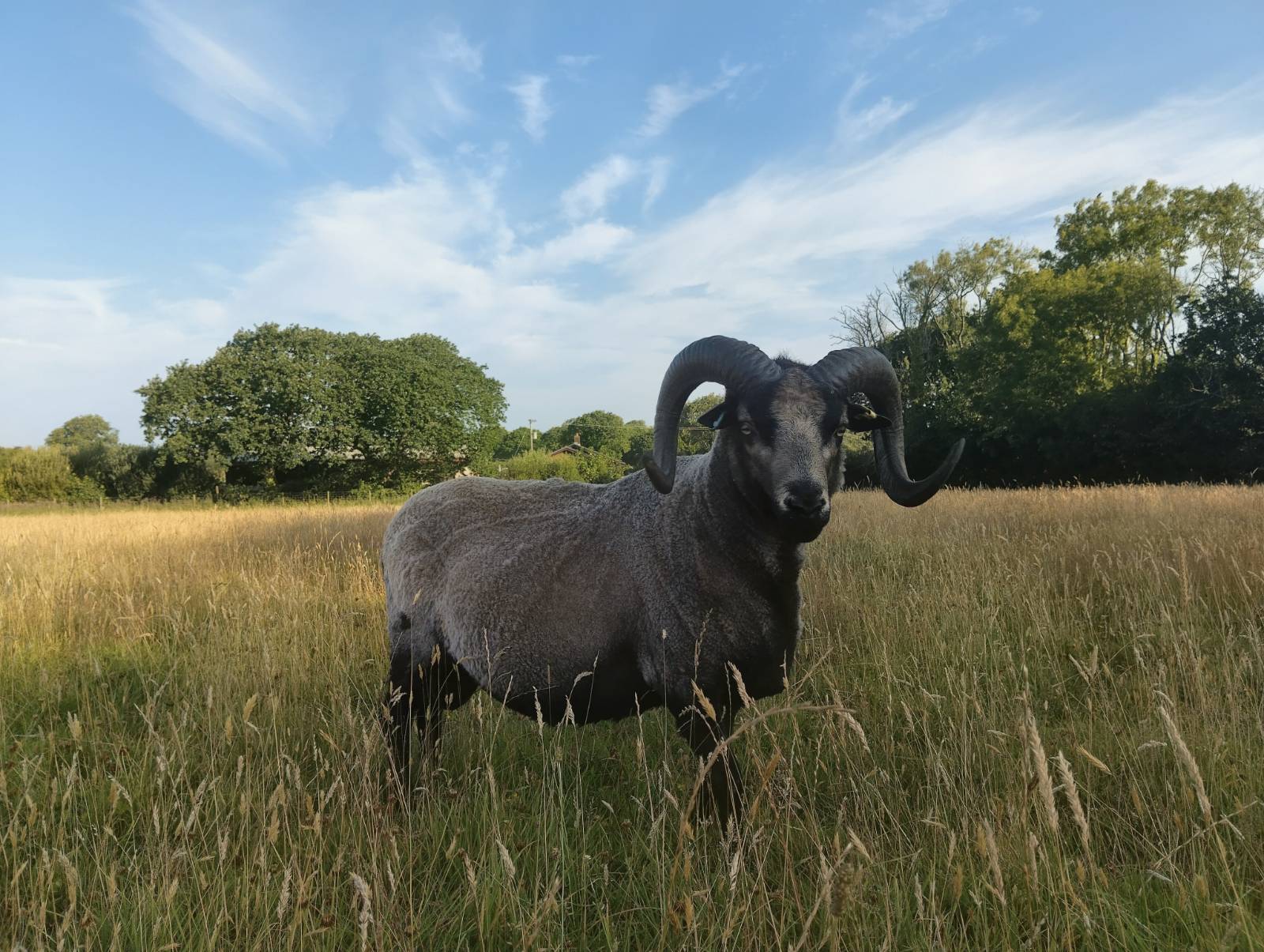 Proven registered Shetland rams for sale