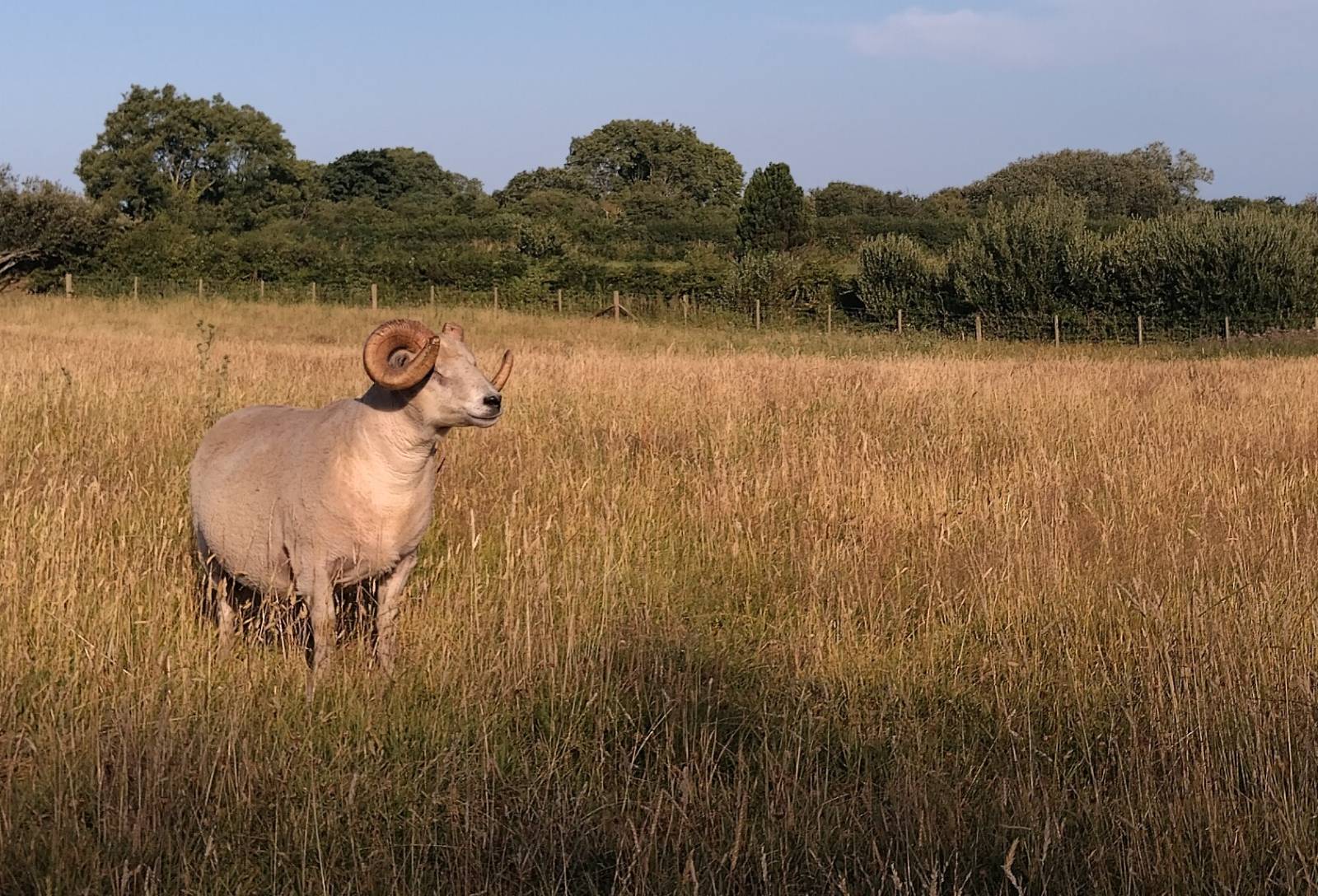 Proven registered Shetland rams for sale image 2