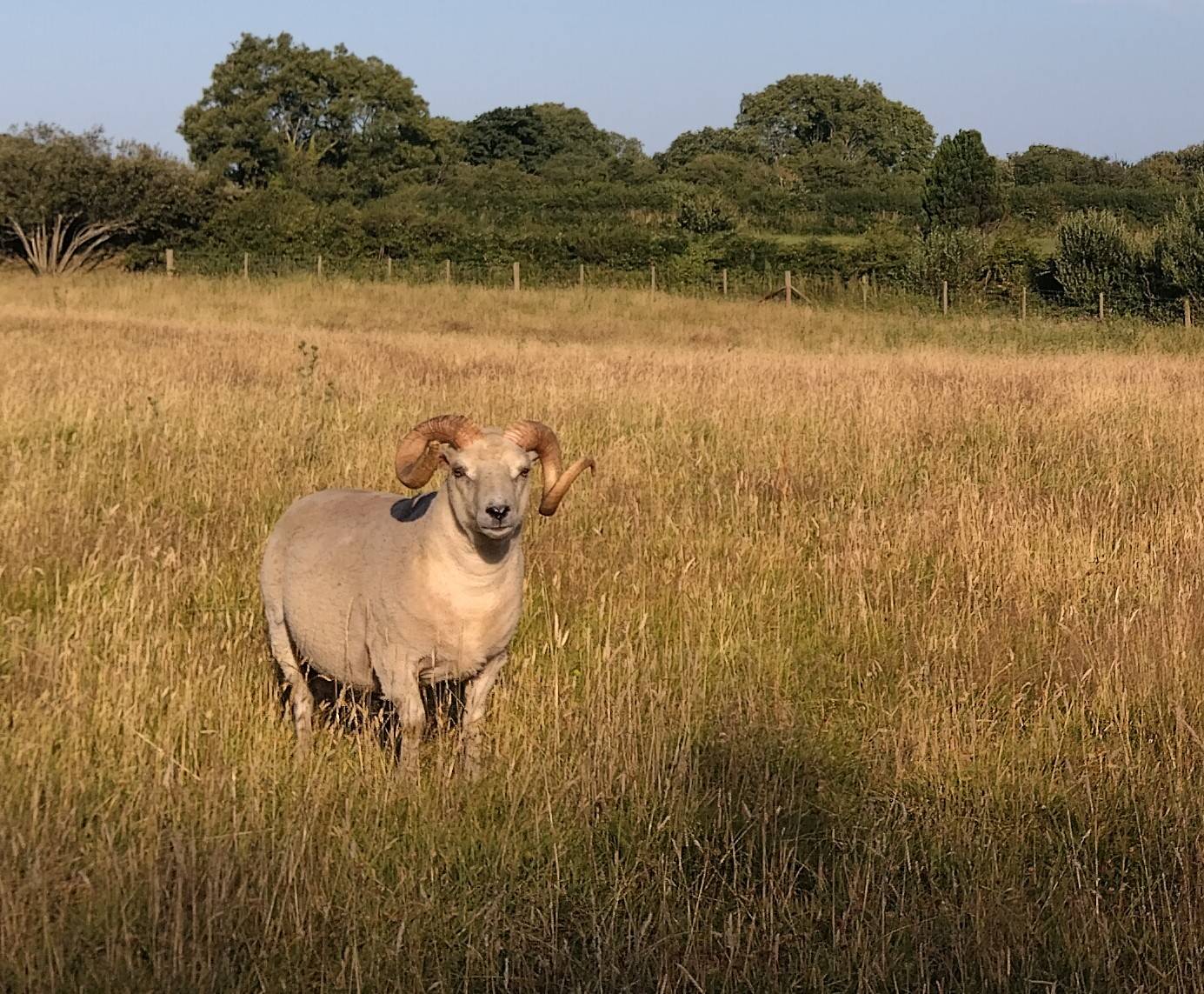 Proven registered Shetland rams for sale image 3