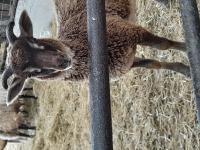 Flock dispersal - everything must go image 1