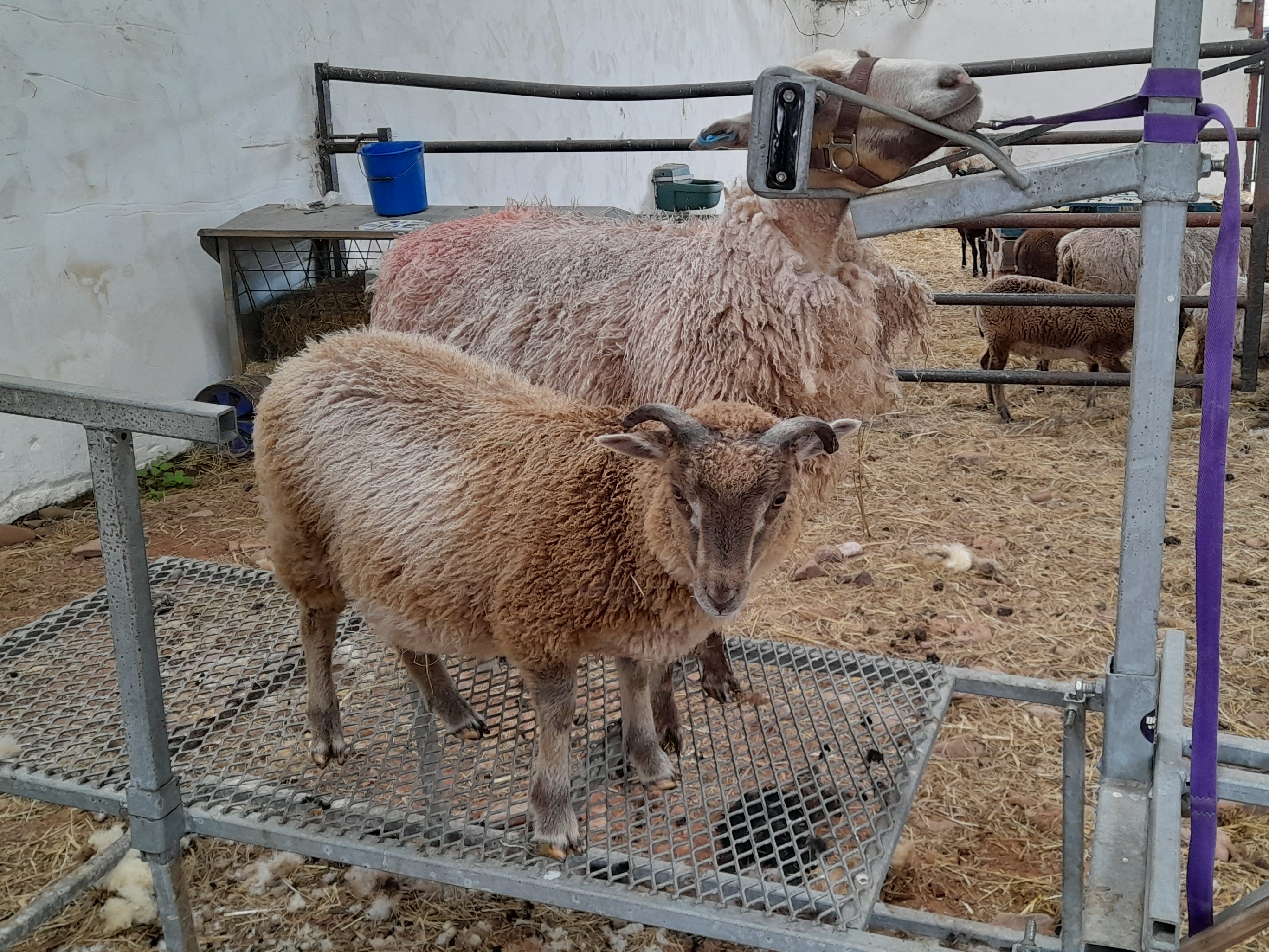 Flock dispersal - everything must go image 2