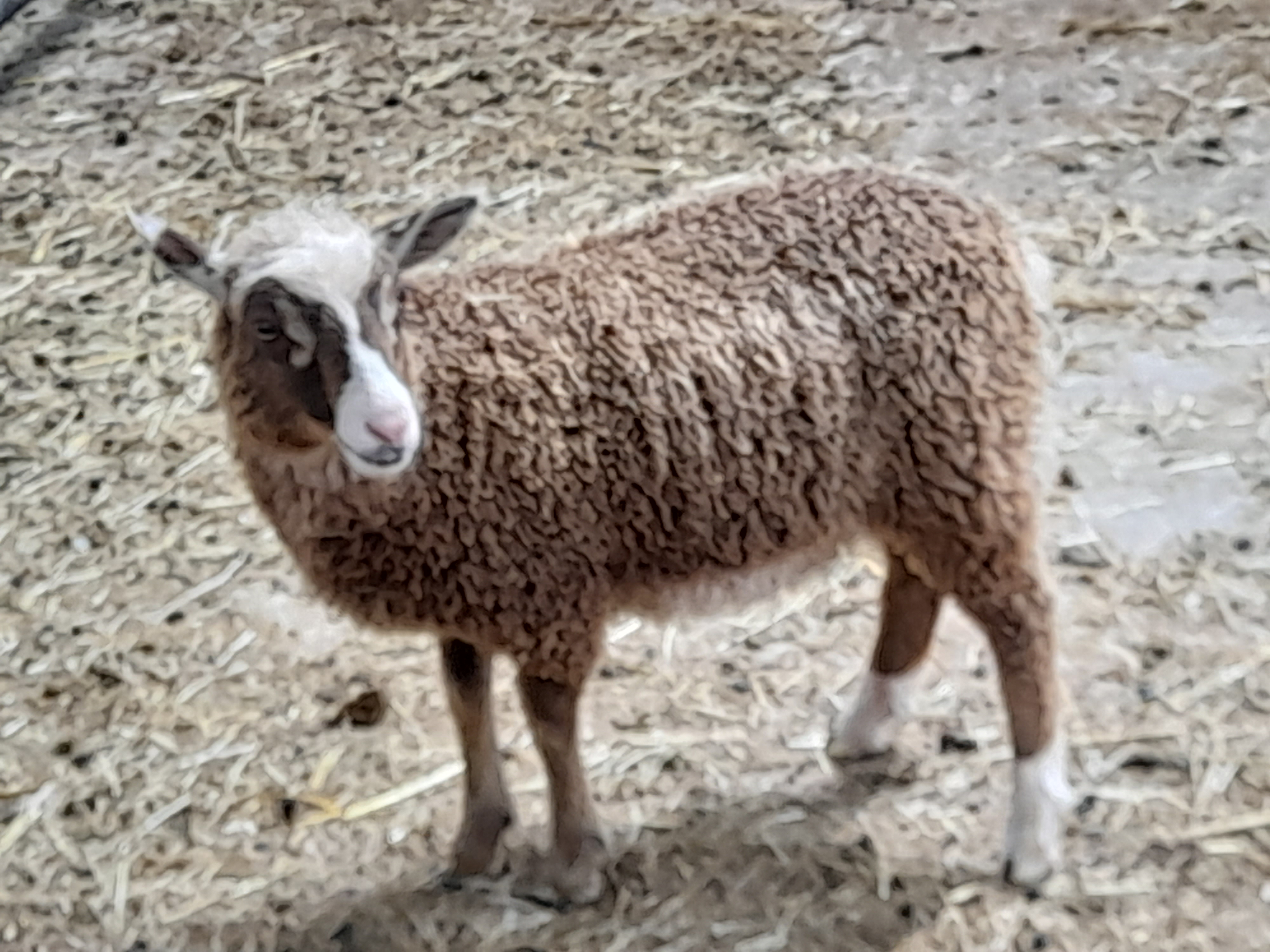 Flock dispersal - everything must go image 3