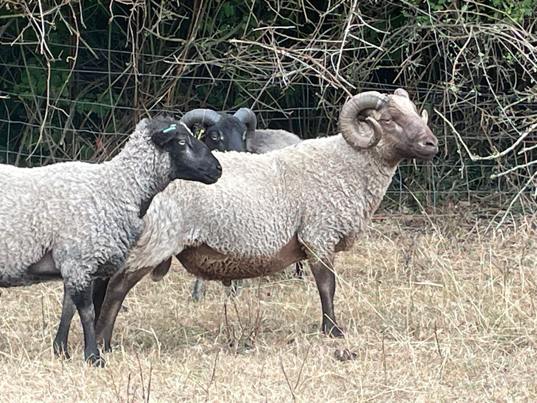 Proven rams for sale