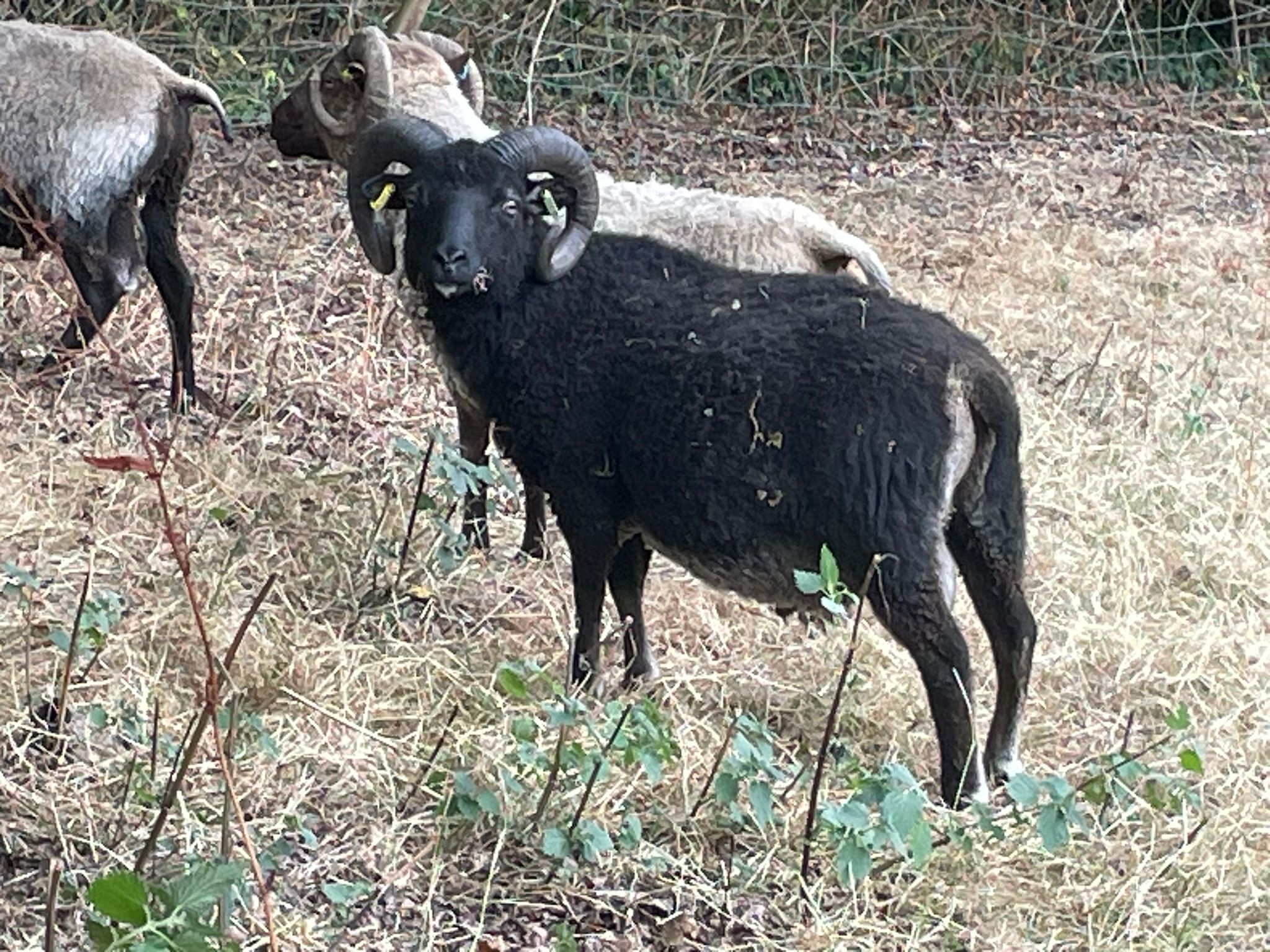 Proven rams for sale image 2