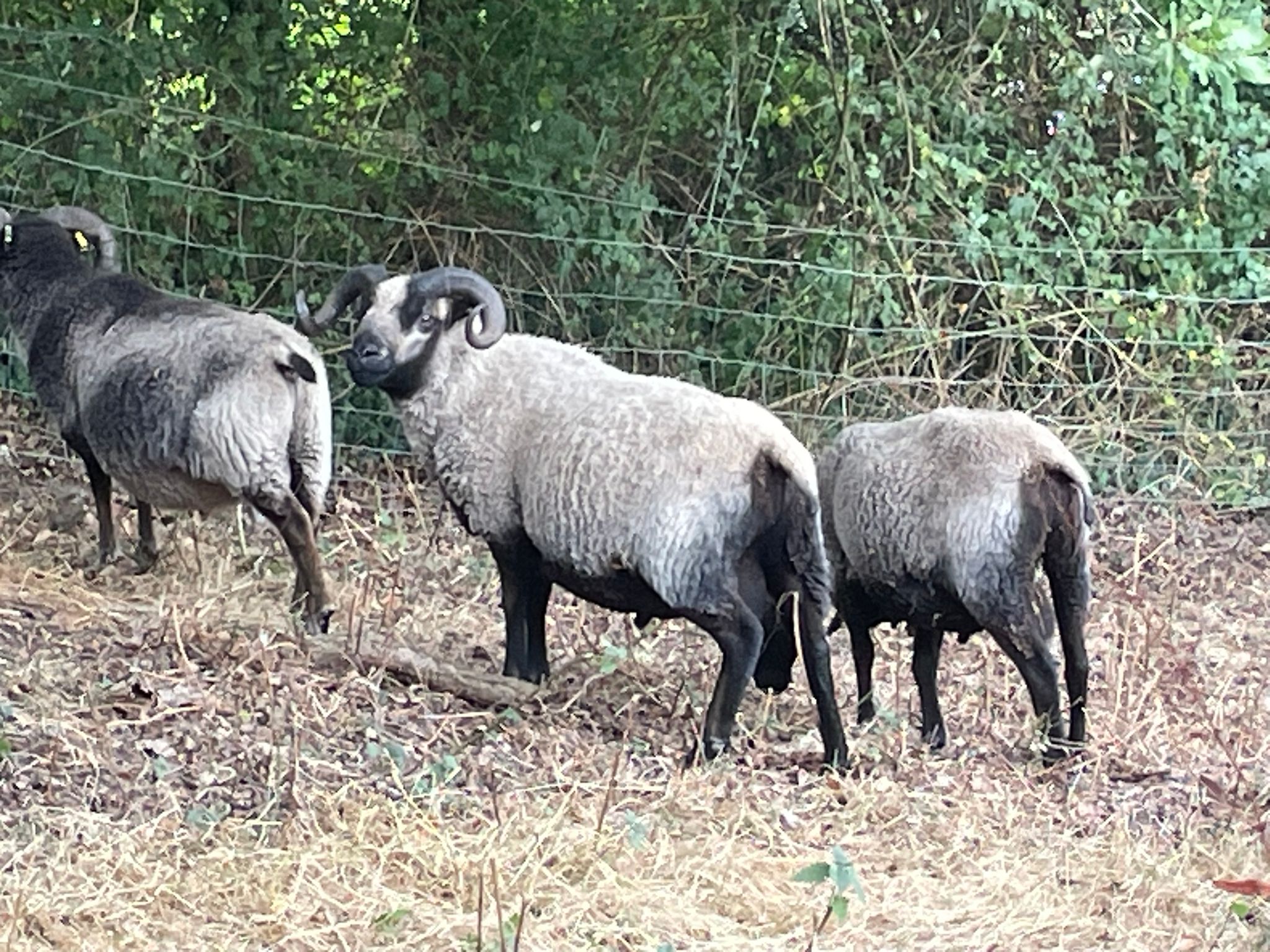 Proven rams for sale | Shetland Sheep Society