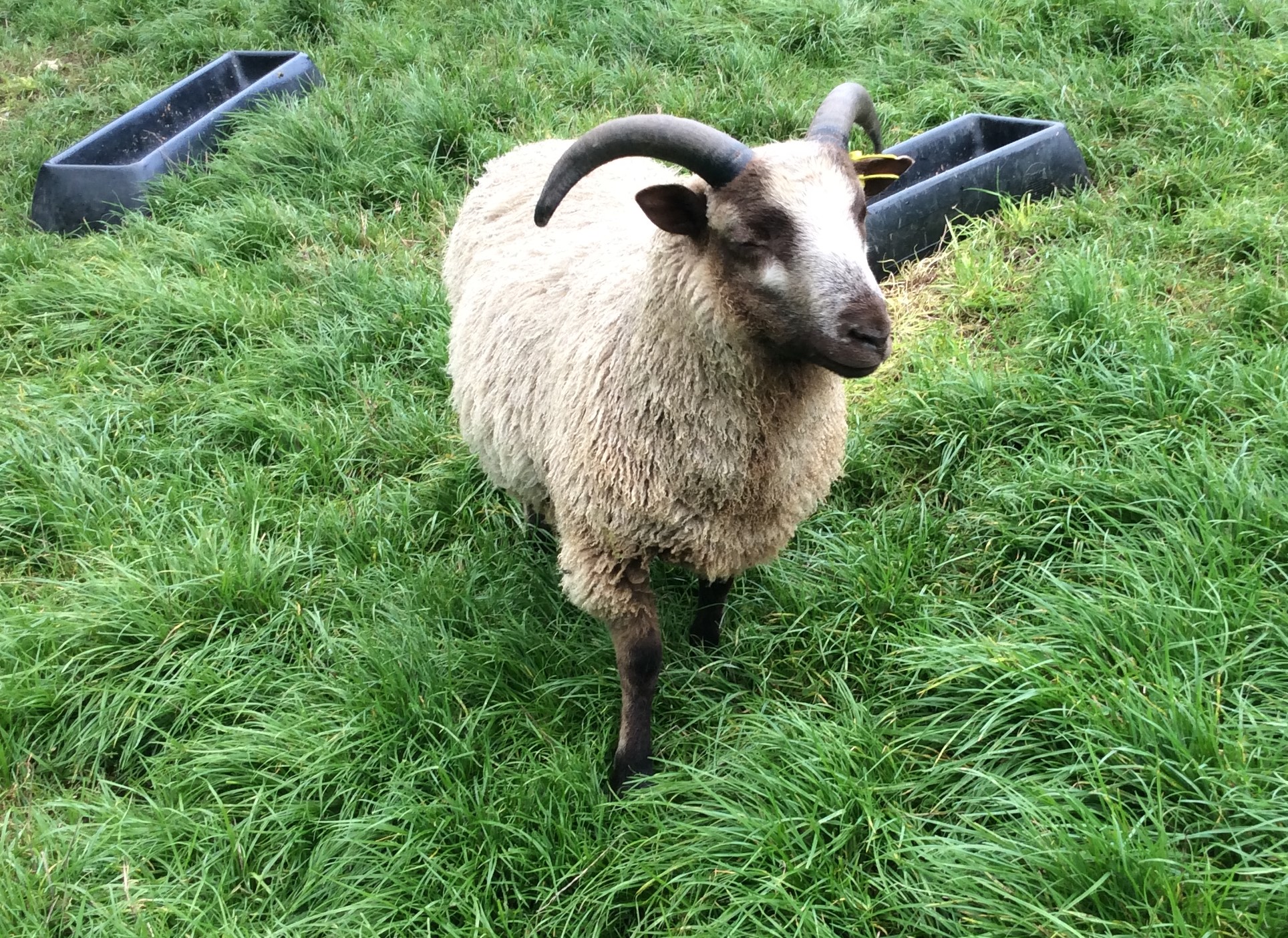 Ram Lambs