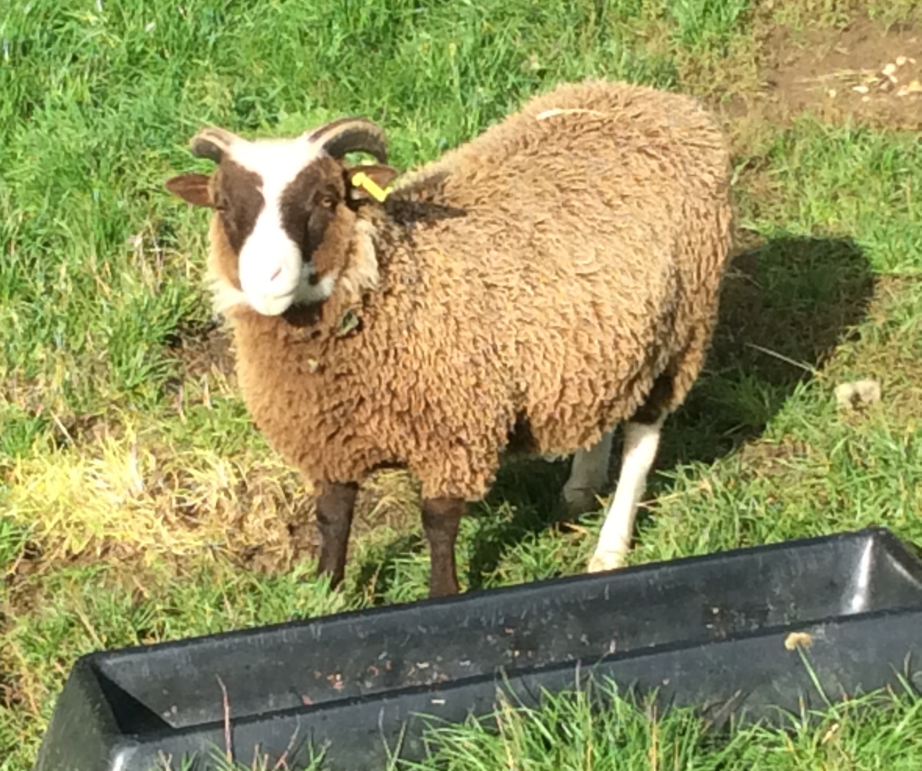 Ram Lambs image 2