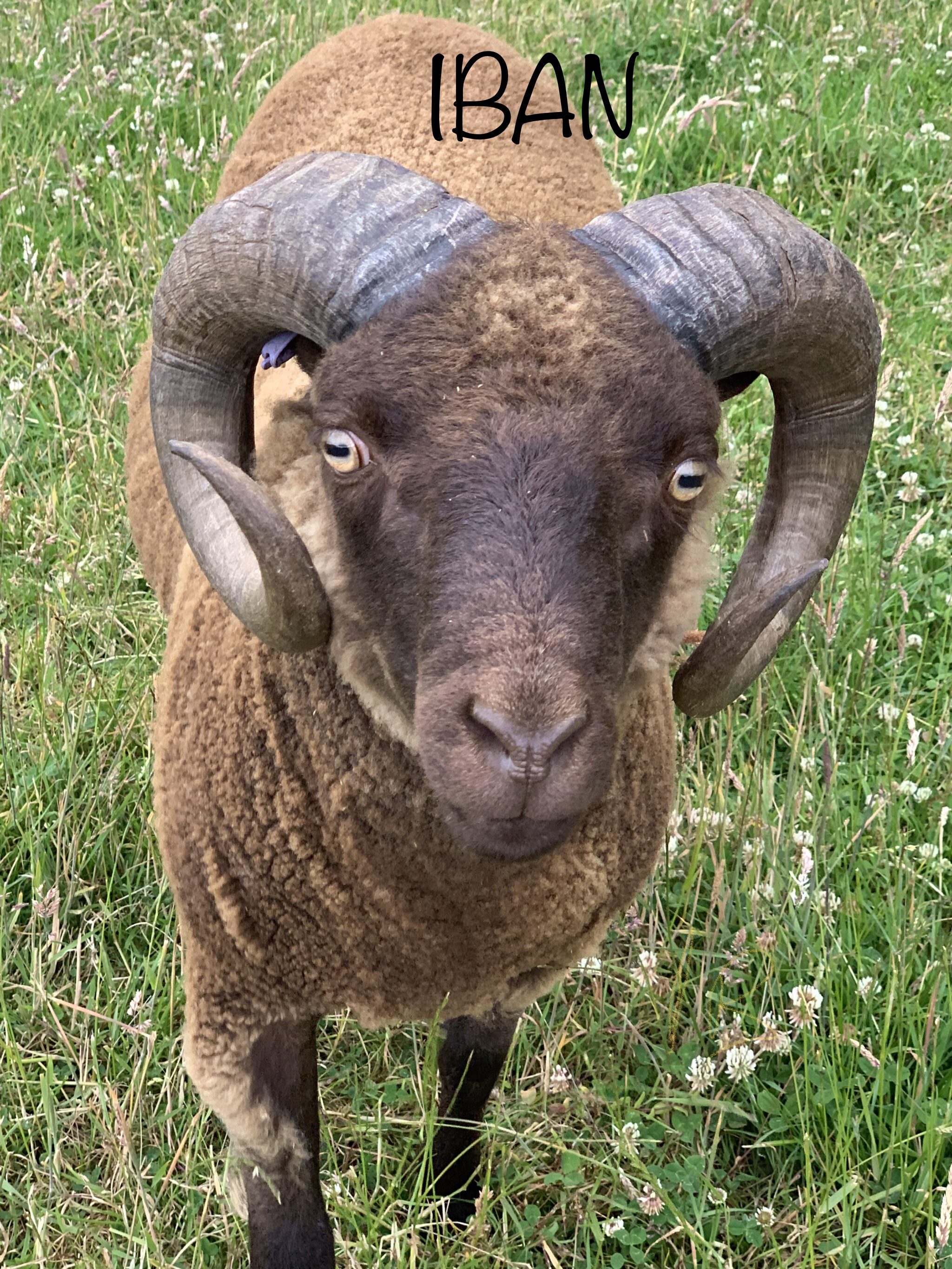 Moorit Shearling Ram - Brae Iban image 2