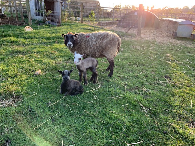 Pedigree Shetland Lambs for Sale image 1