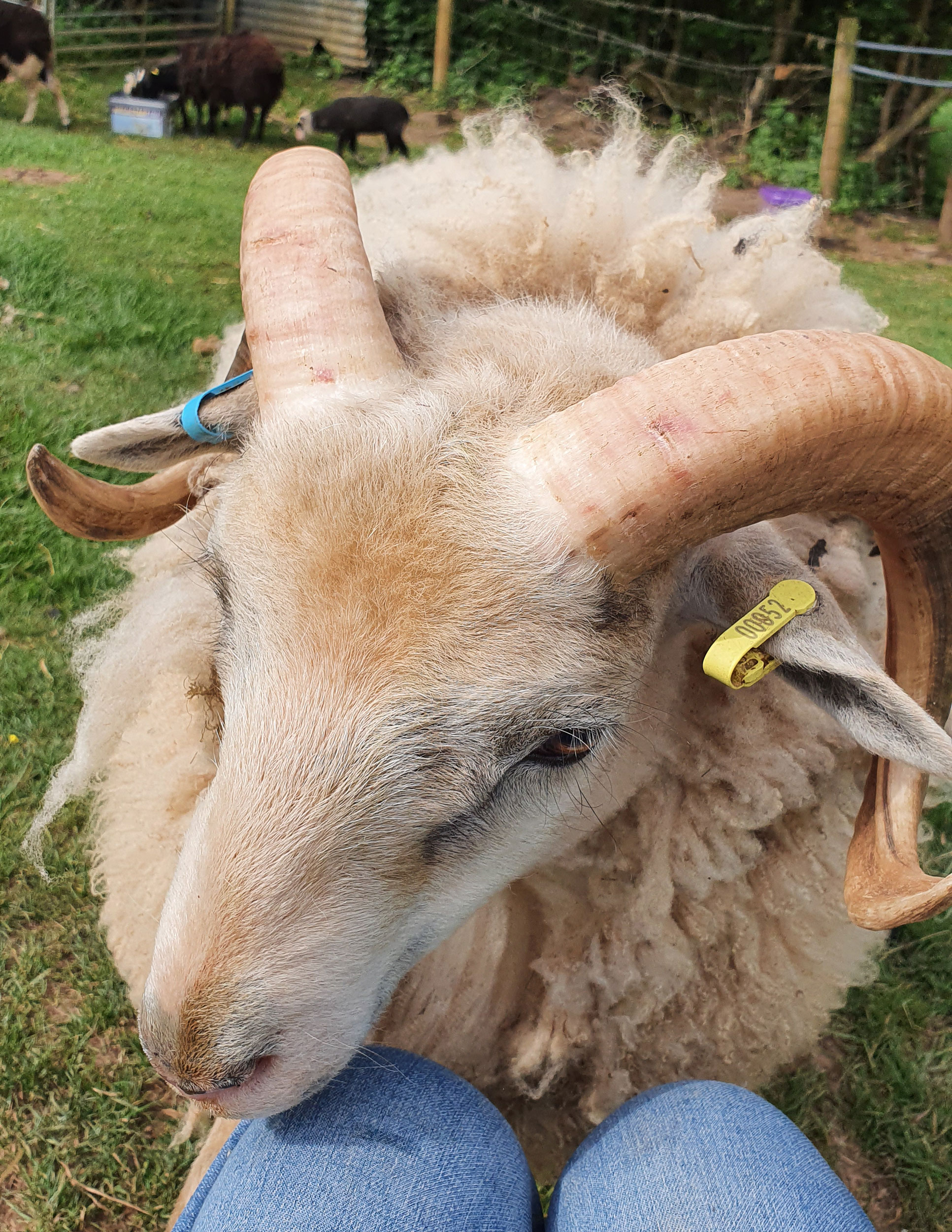Proven Ram for sale with very fine fleece image 1