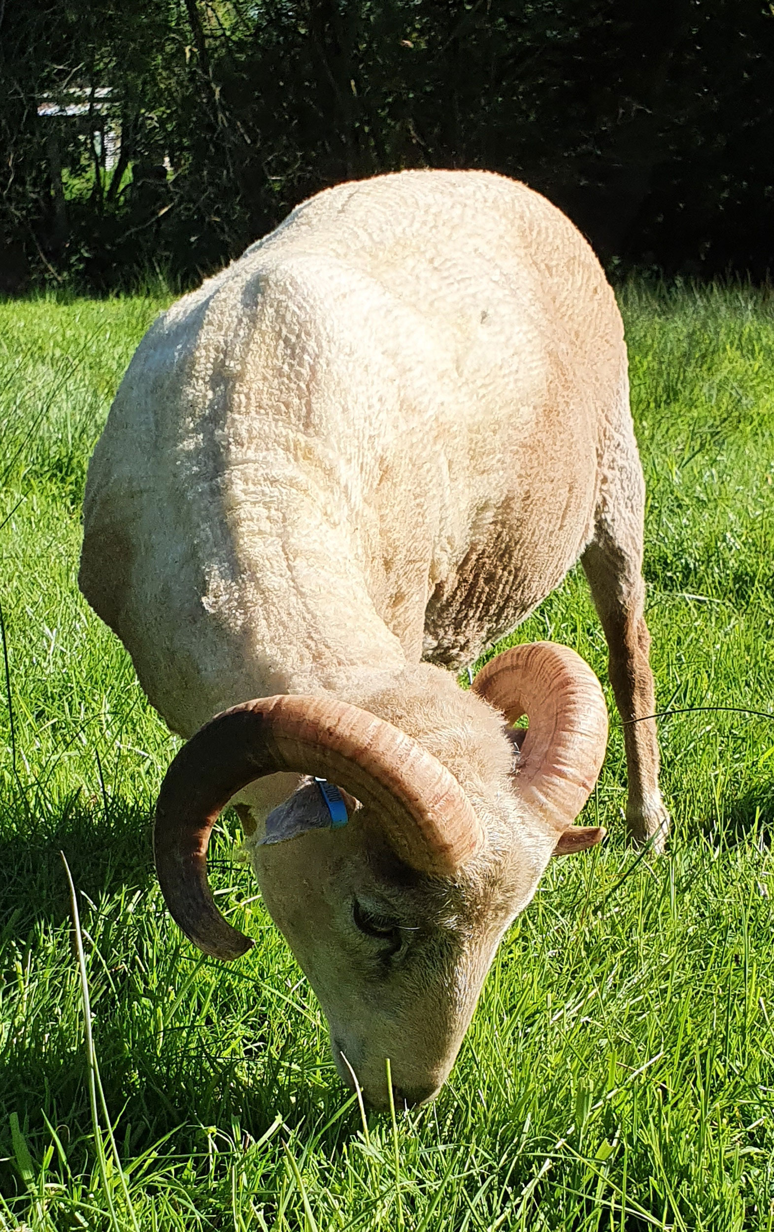Proven Ram for sale with very fine fleece image 3
