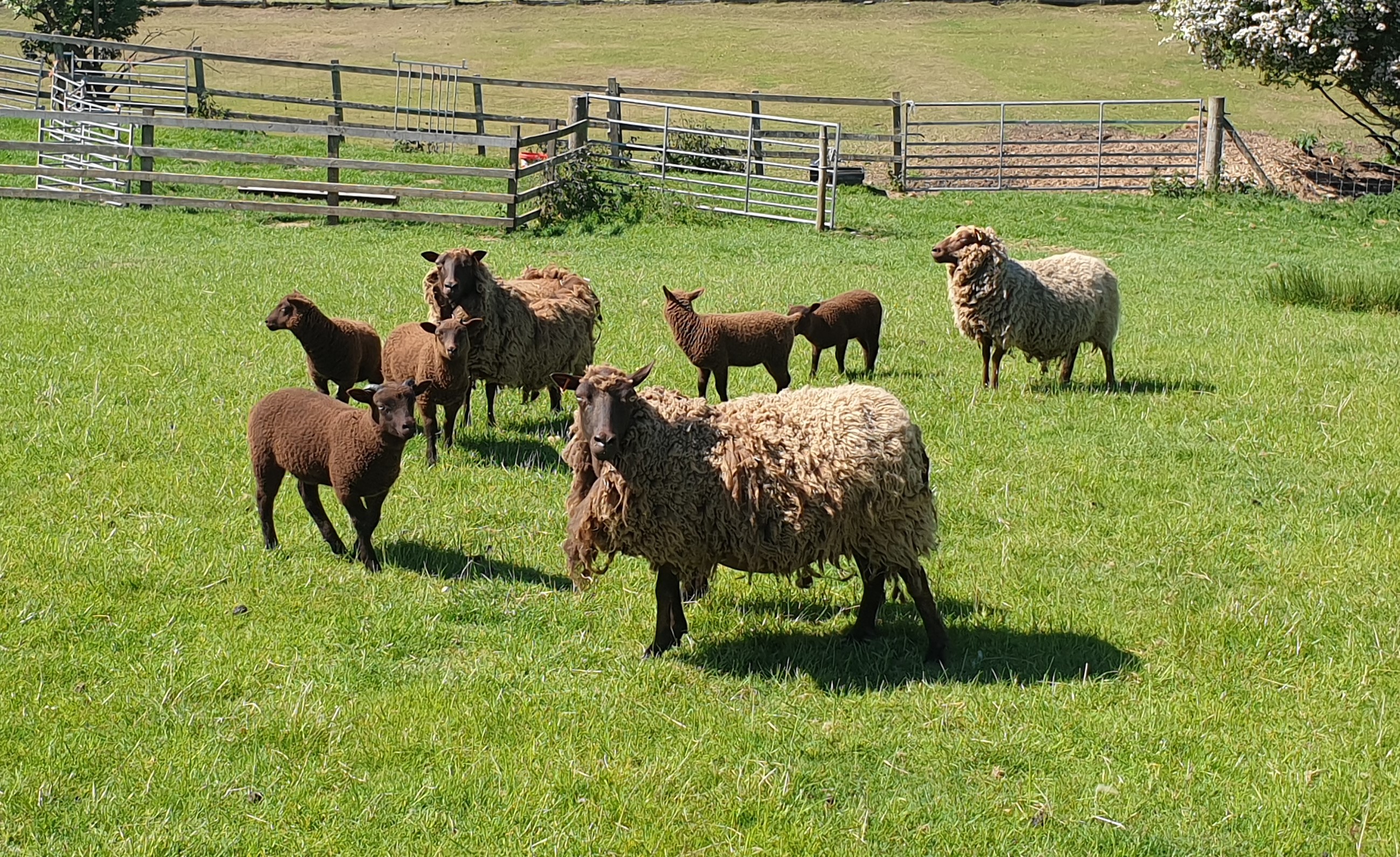 Lintz Green Flock image 1