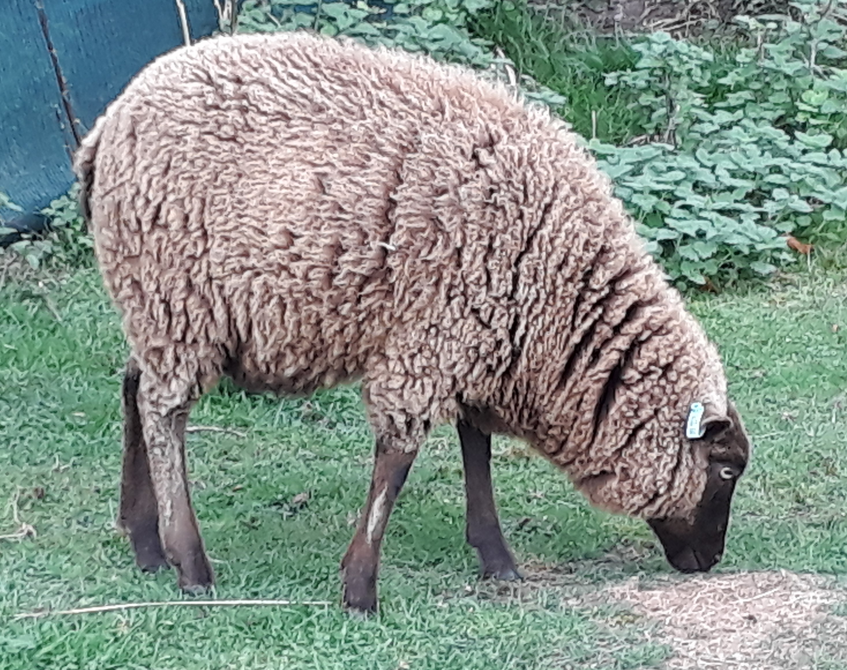 3 ewe lambs for sale image 2