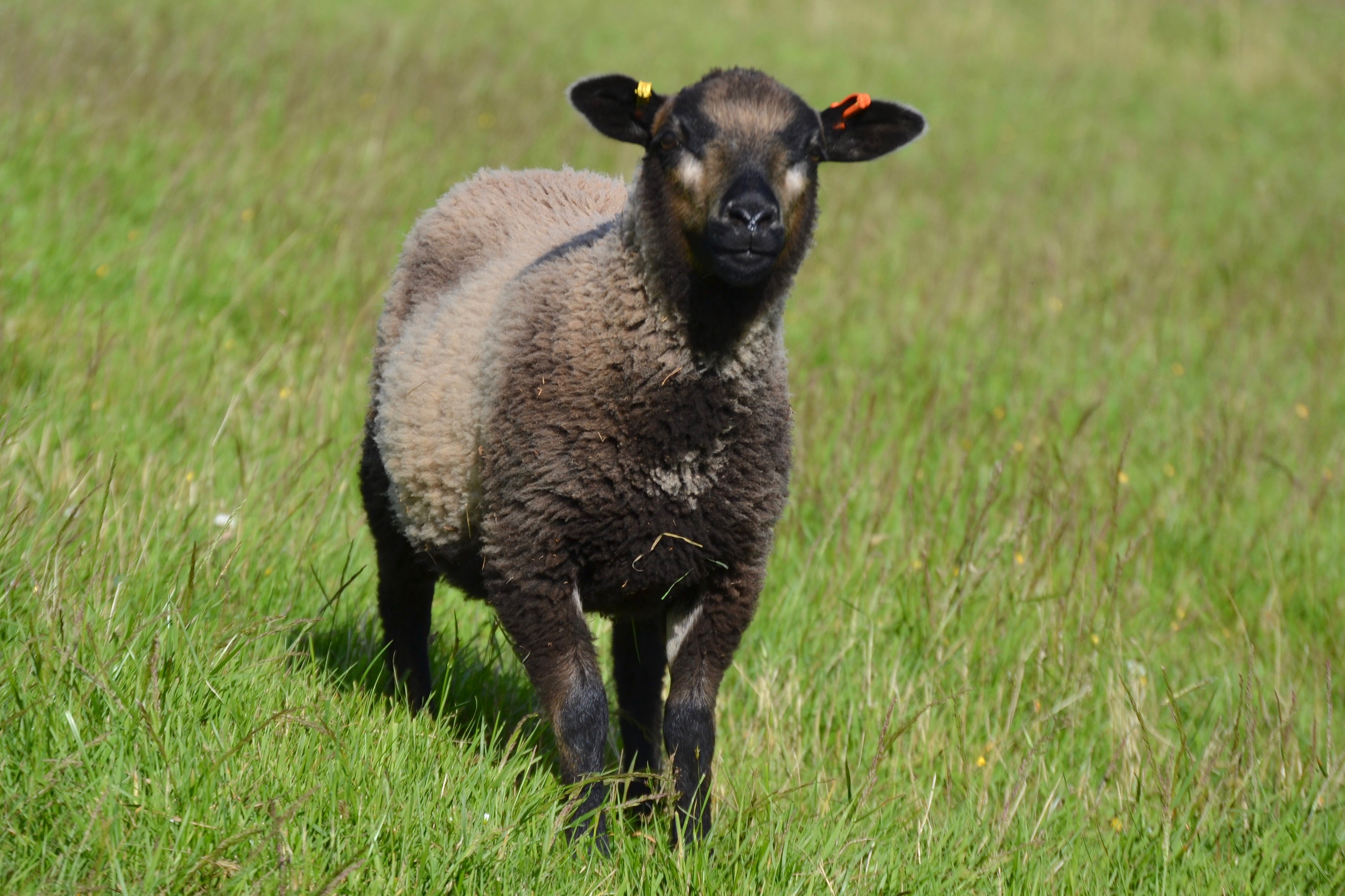 Hardicott Pedigree Shetlands, Shearling Ewes and Rams and Lambs for sale. image 1