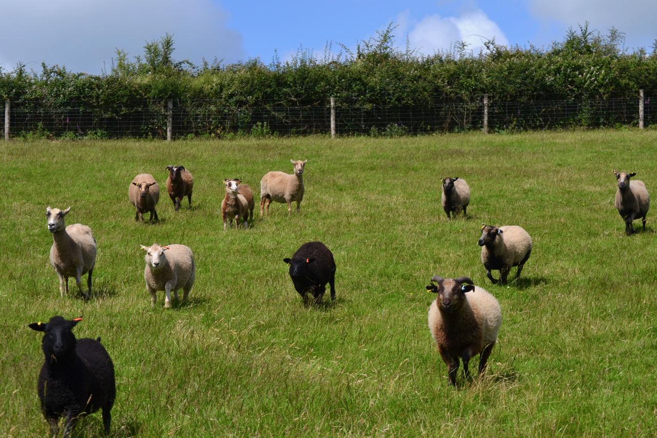 Hardicott Pedigree Shetlands, Shearling Ewes and Rams and Lambs for sale. image 2