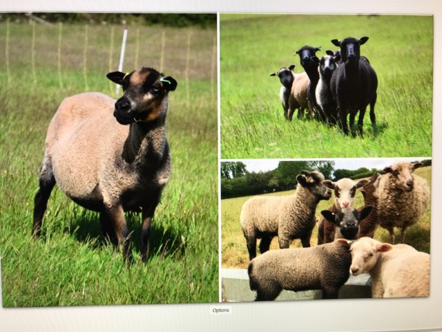 Hardicott Pedigree Shetlands, Shearling Ewes and Rams and Lambs for sale. image 3