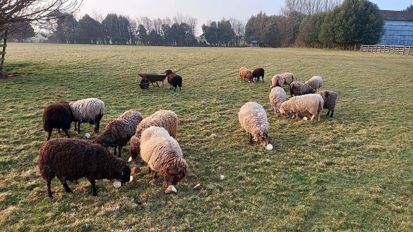 Quality Registered Breeding Ewes and Gimmers for Sale image 1