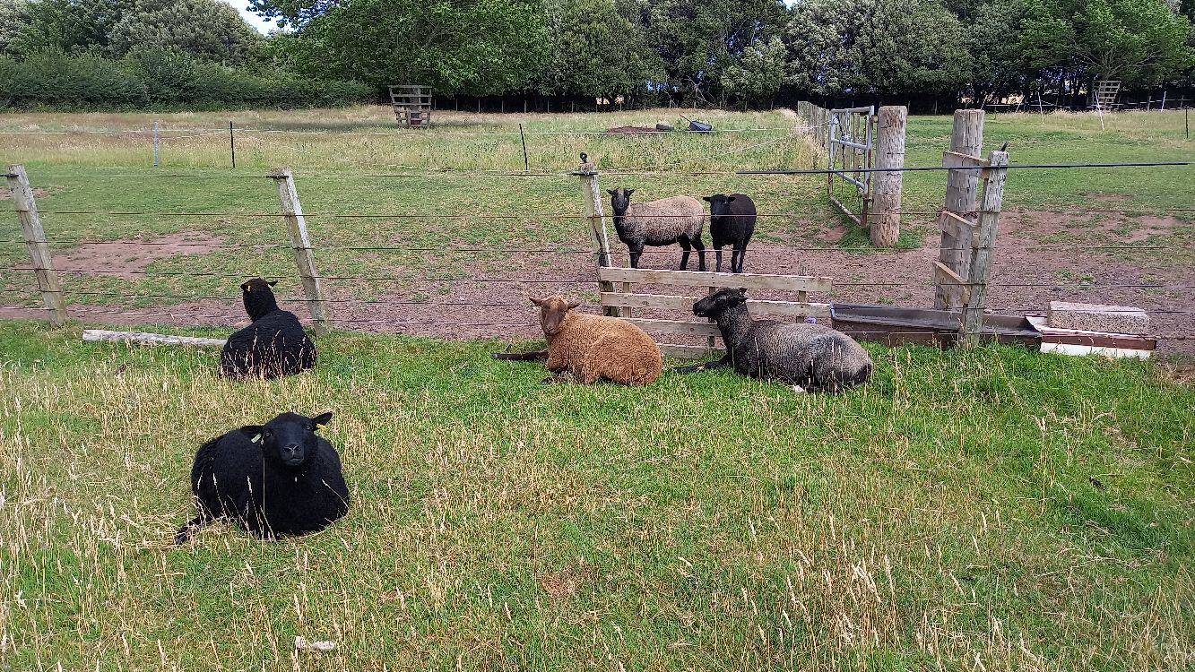 Quality Registered Breeding Ewes and Gimmers for Sale image 2