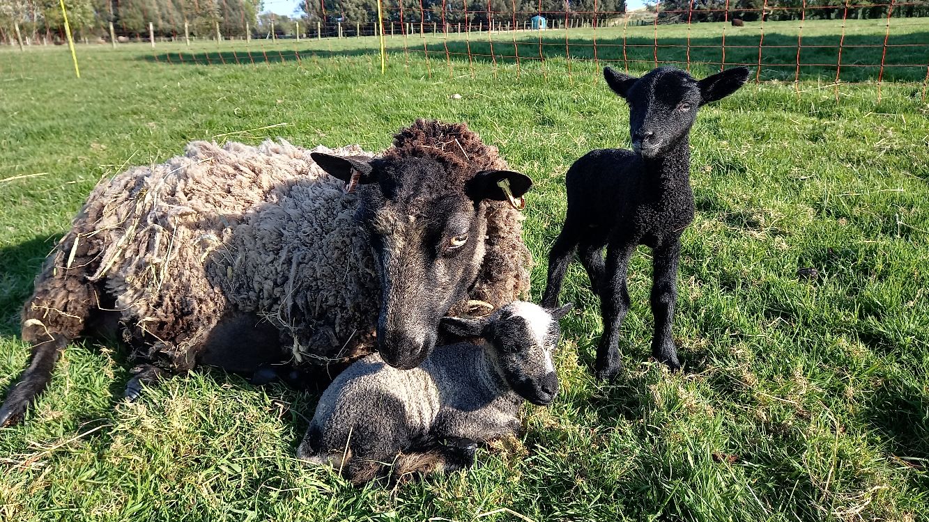 Quality Registered Breeding Ewes and Gimmers for Sale image 3