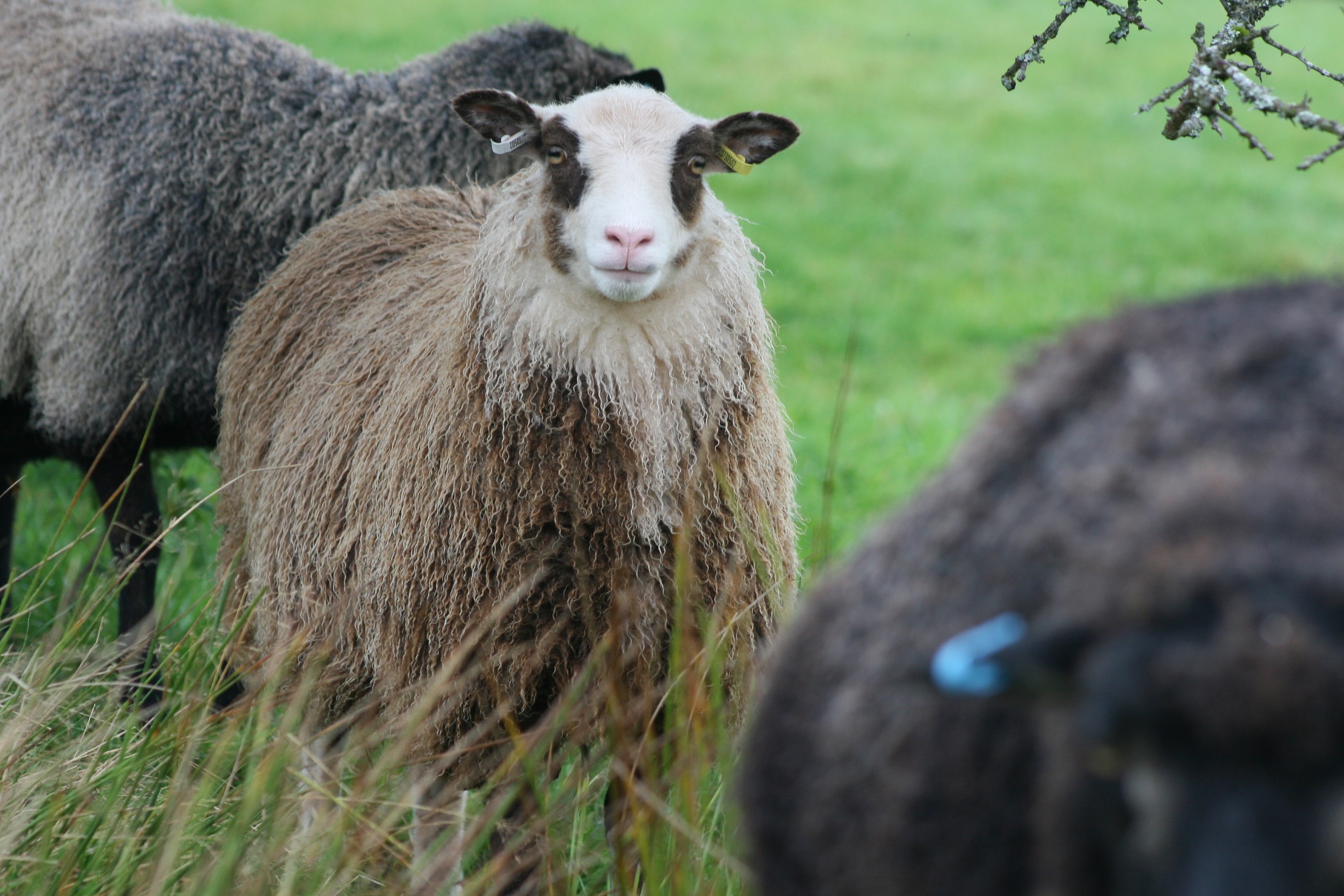 Sheep for sale