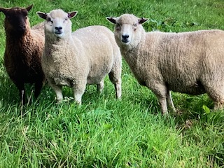 Pedigree females for sale image 1