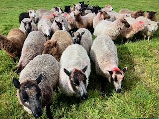 Pedigree females for sale image 2