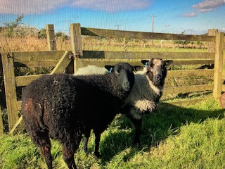 Pedigree females for sale image 3