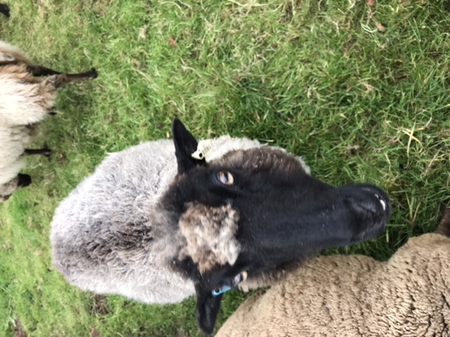 Flock for sale