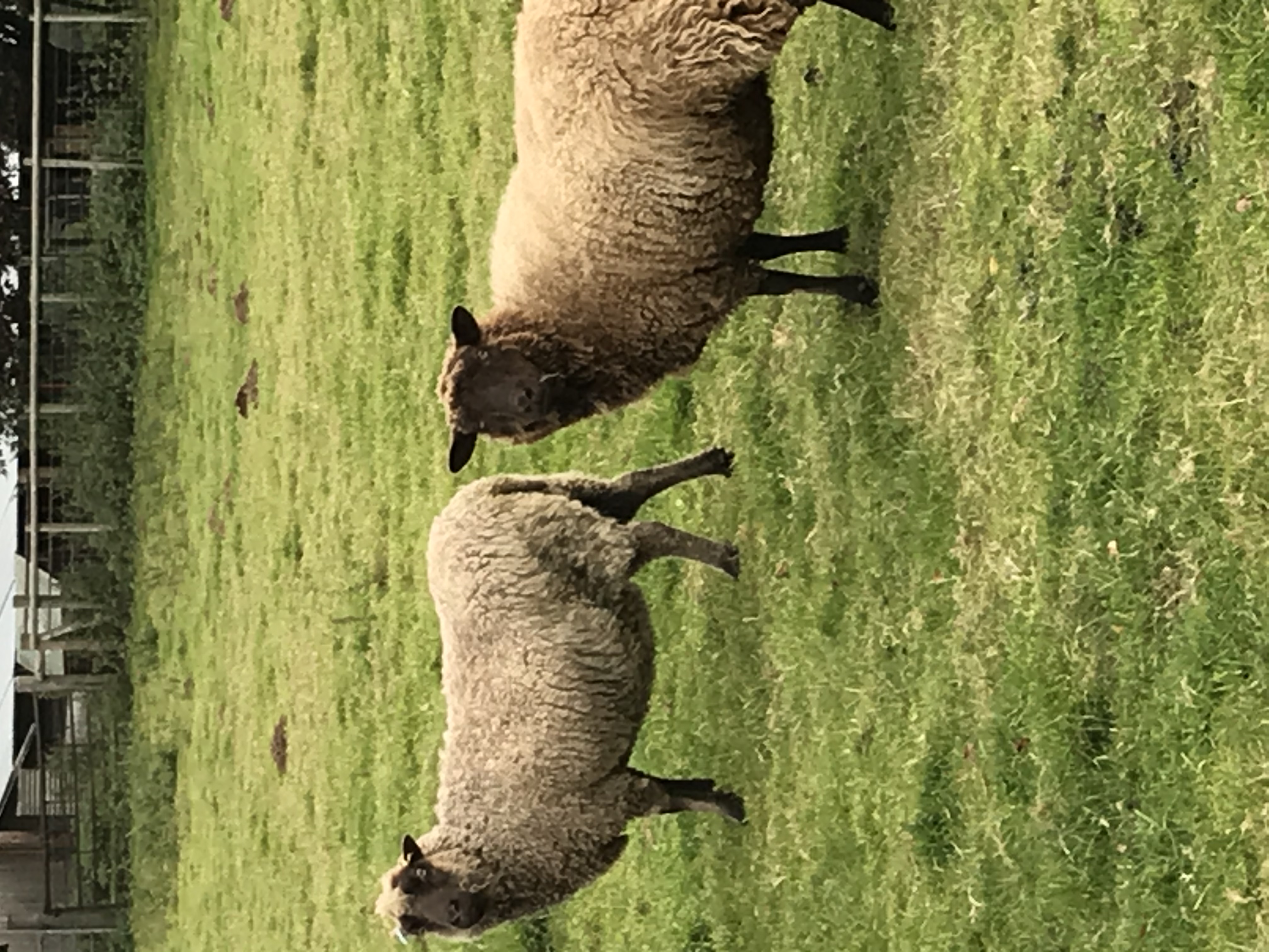 Flock for sale image 2