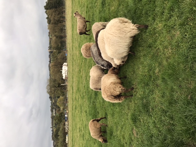 Flock for sale image 3