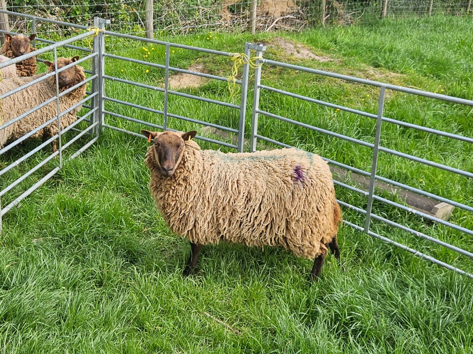 Moorit shetland sheep for sale