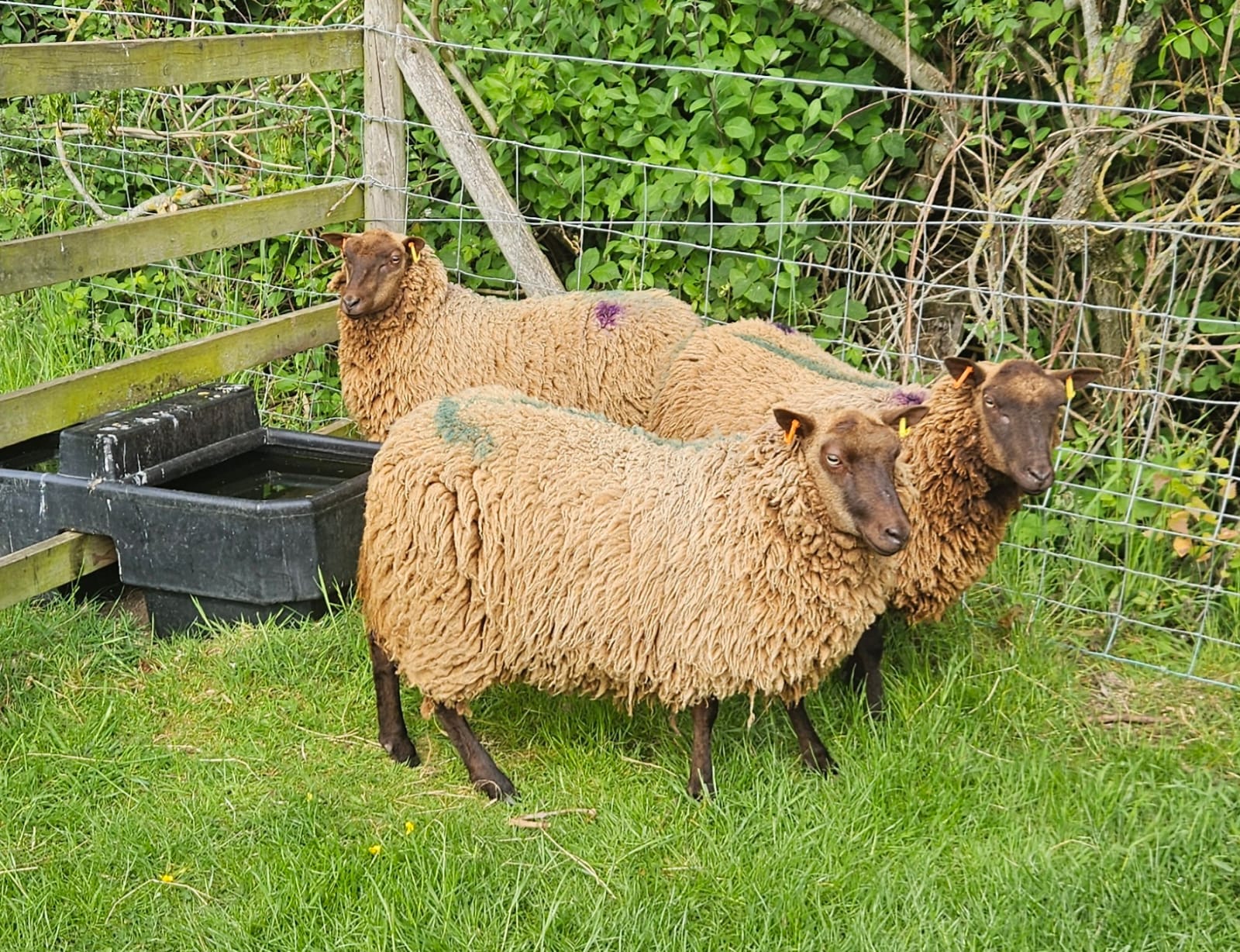 Moorit shetland sheep for sale image 2