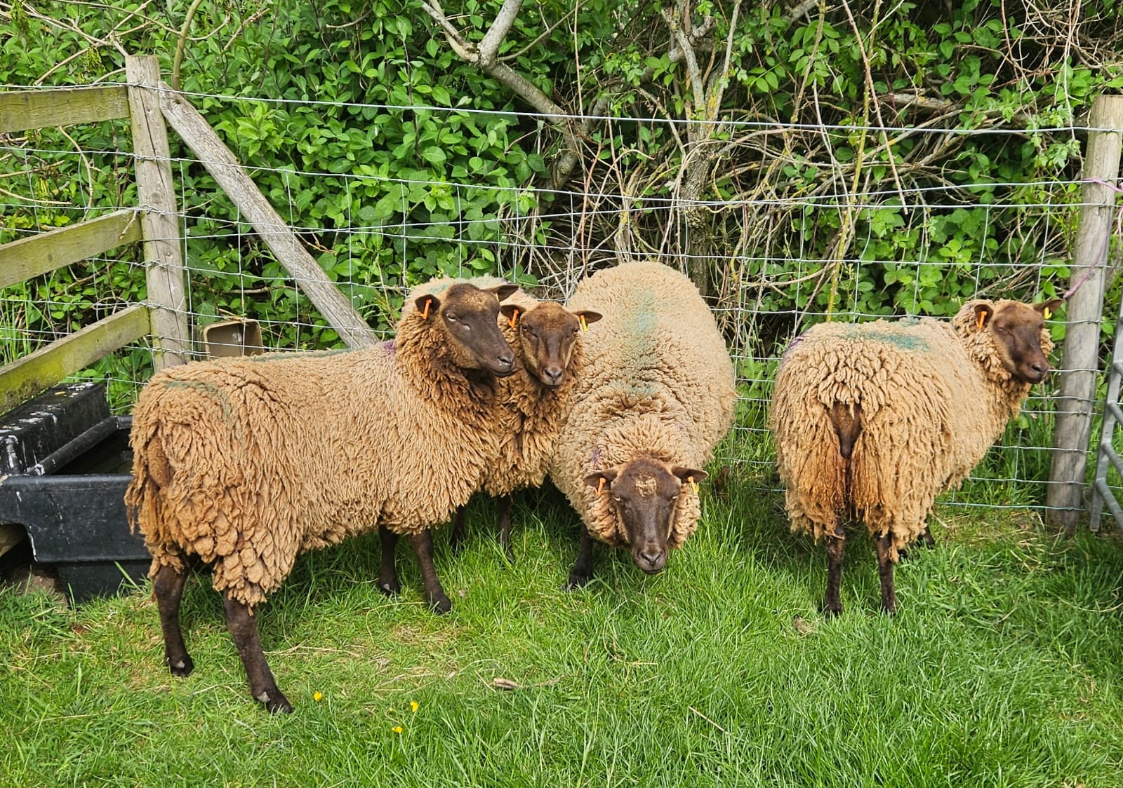 Moorit shetland sheep for sale image 3