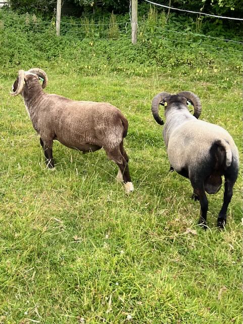 Rams for sale