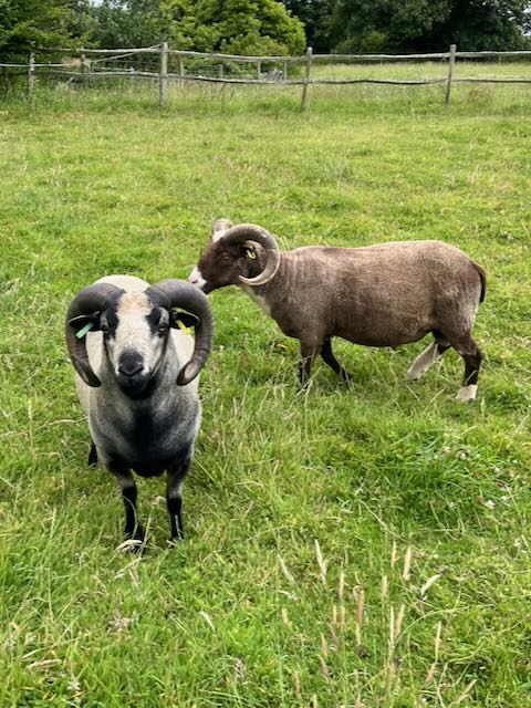 Rams for sale image 2